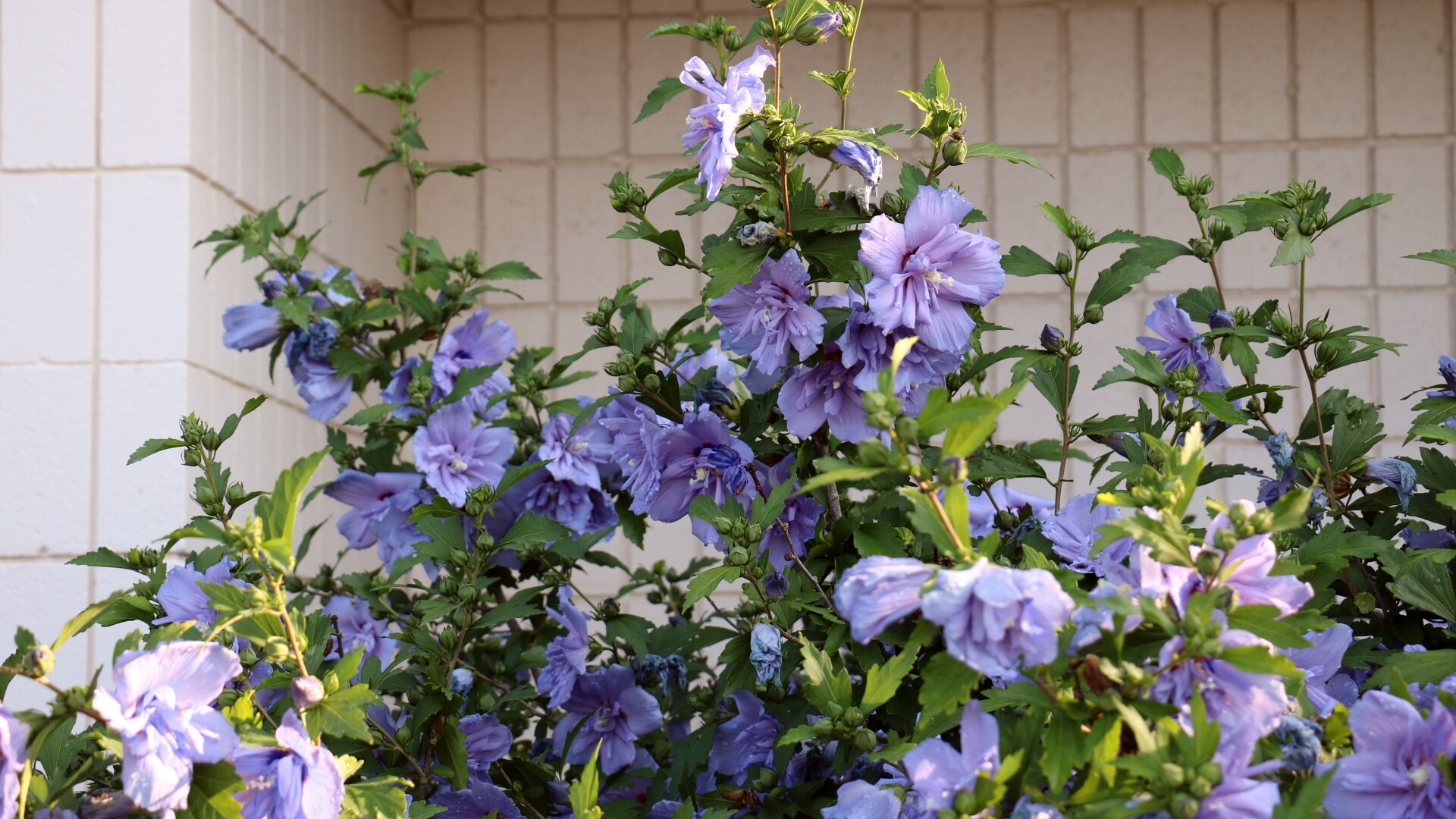 National Plant Network LW1670 shrubs - View #4