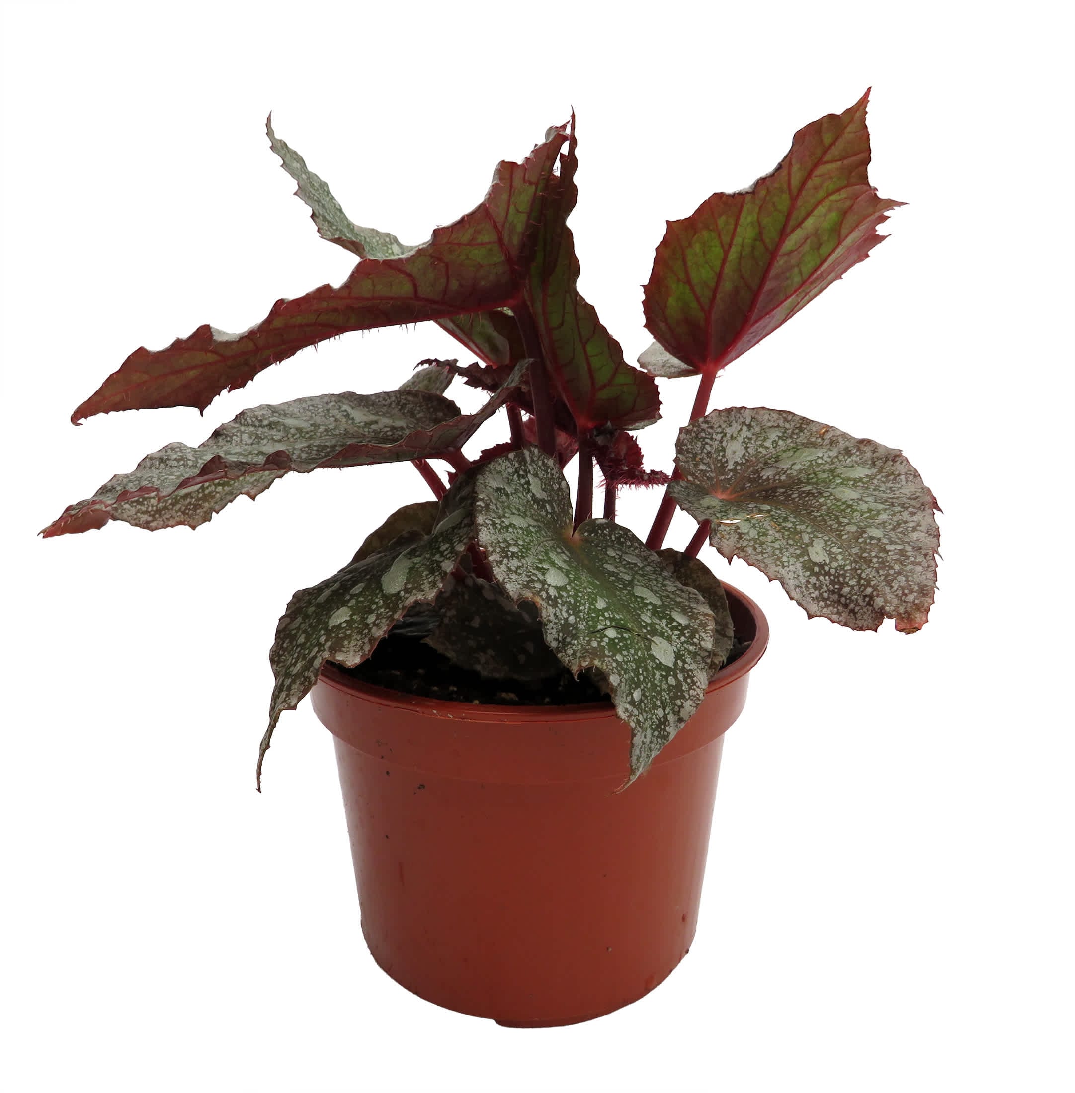 Hirt's Gardens - Shadow King Cool White Rex Begonia Plant - 4 inch Pot- Great Houseplant