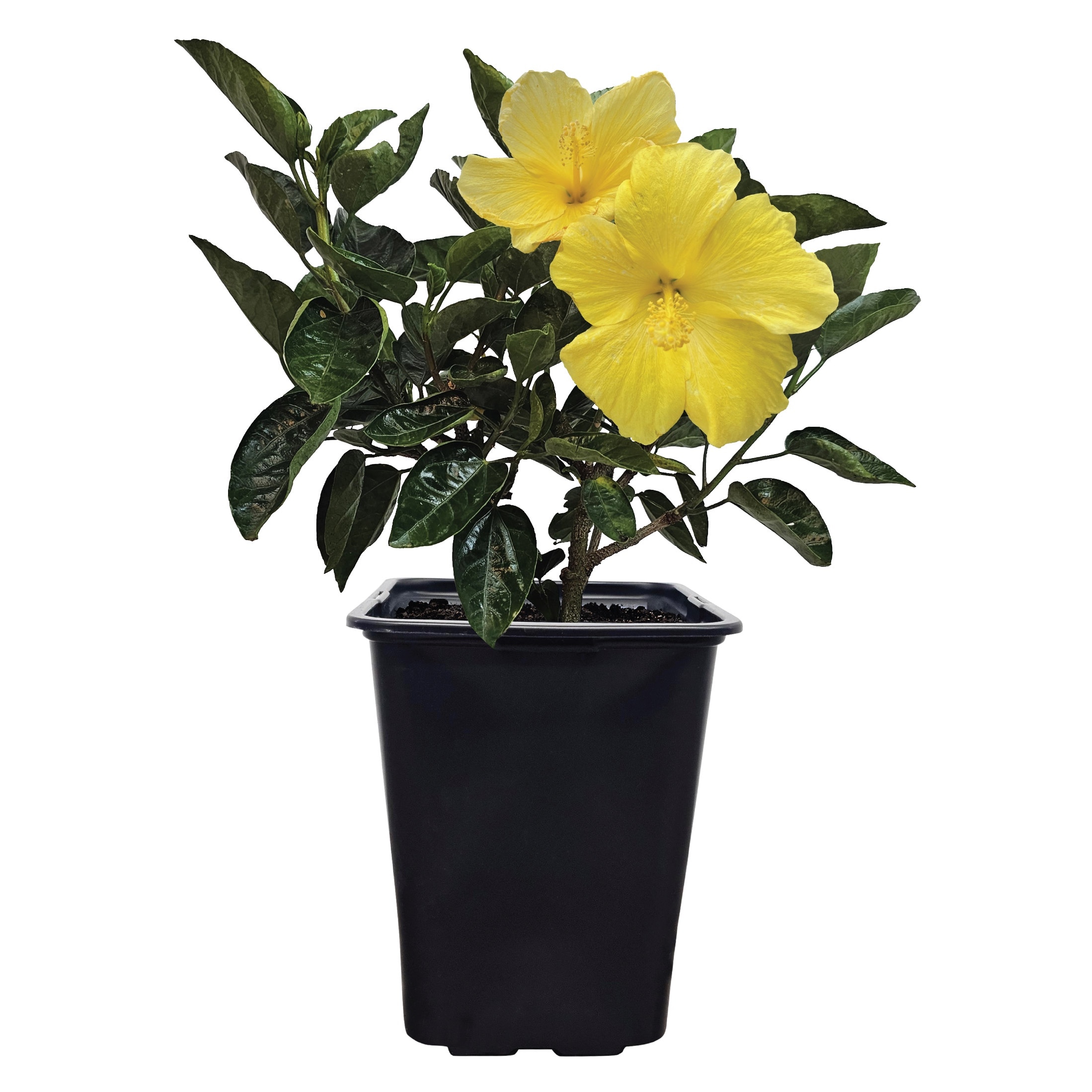 Nature's Way Farms 2 -Quart Sunset Hibiscus Flowering Shrub with Yellow ...