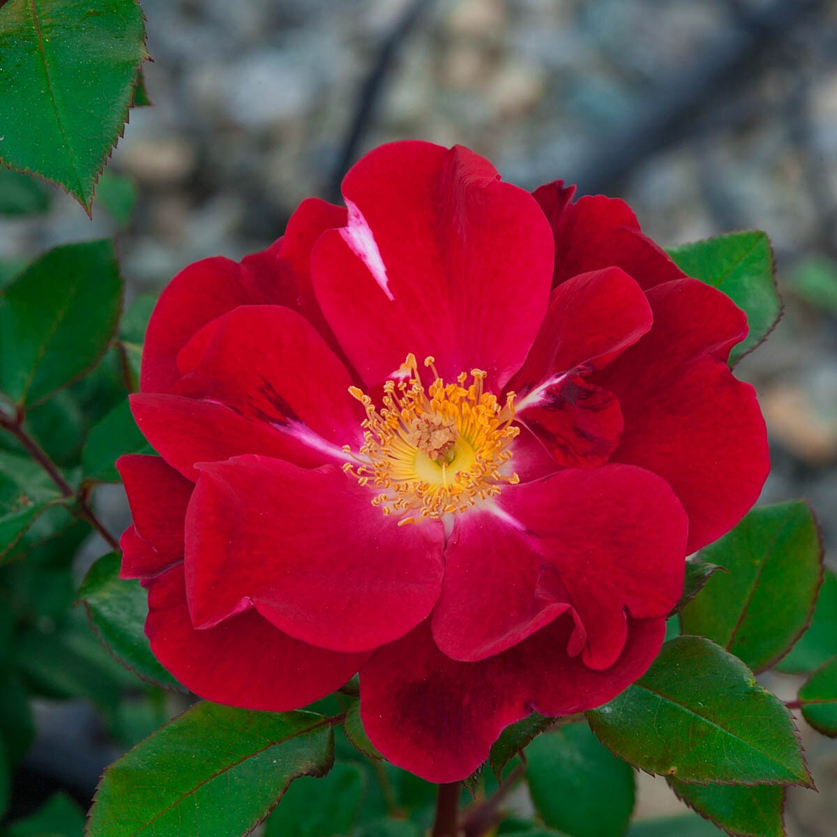 Spring Hill Nurseries 1 Pack in Bare Root Red Flowering Top Gun Shrub Rose  at