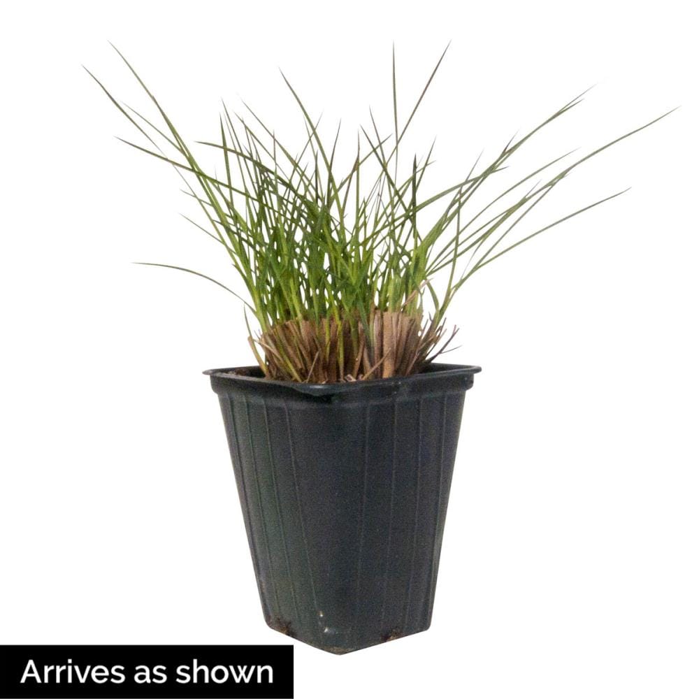 Spring Hill Nurseries Standing Ovation Little Bluestem Grass In A 3-in ...