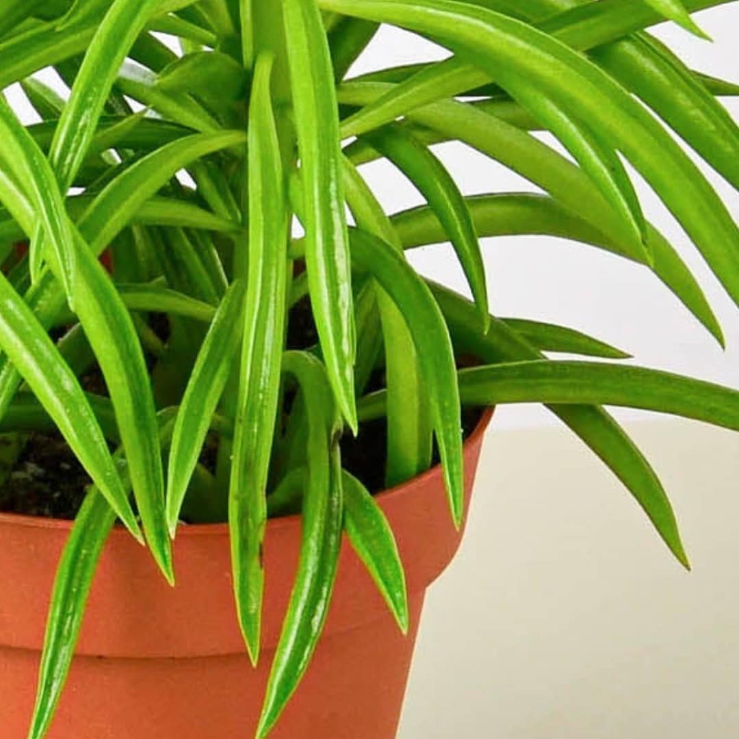 House Plant Shop 6-PEPEROMIA-GREENBE hseplants - View #3