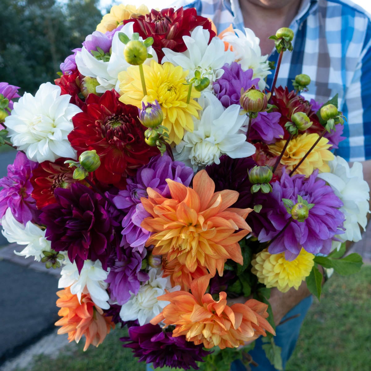 Breck's 90313 Multicolor Decorative Dahlia Mixture Dormant Flowering Bare Root Bulbs 5 Pack