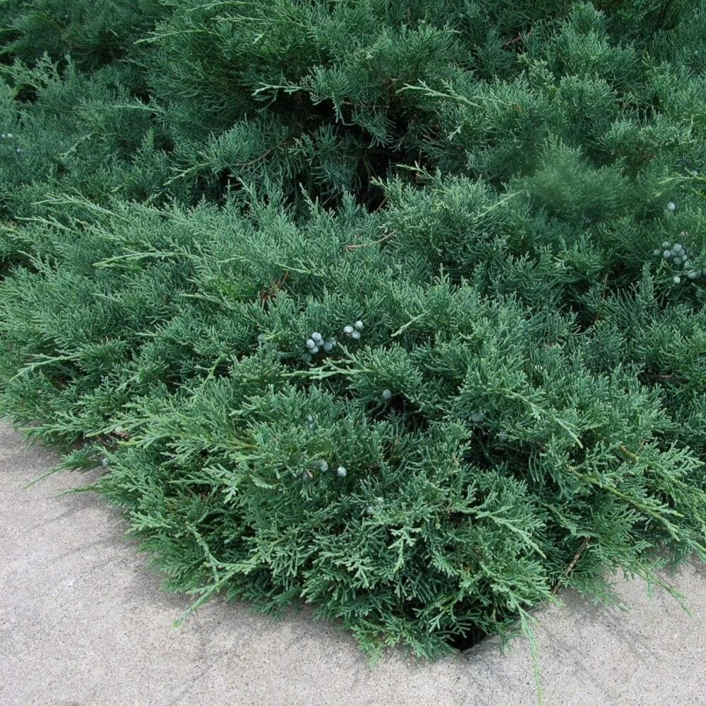 National Plant Network LW7427 1-Quart Green Seargent Accent Shrub in Pot