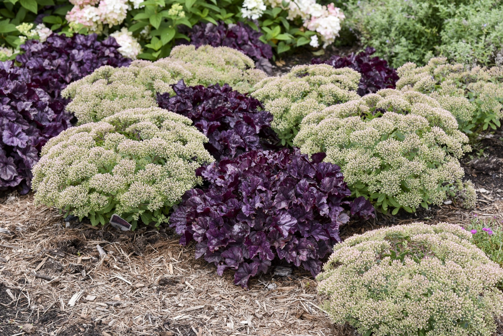 Proven Winners HEUPWP2157103 perennials - View #4