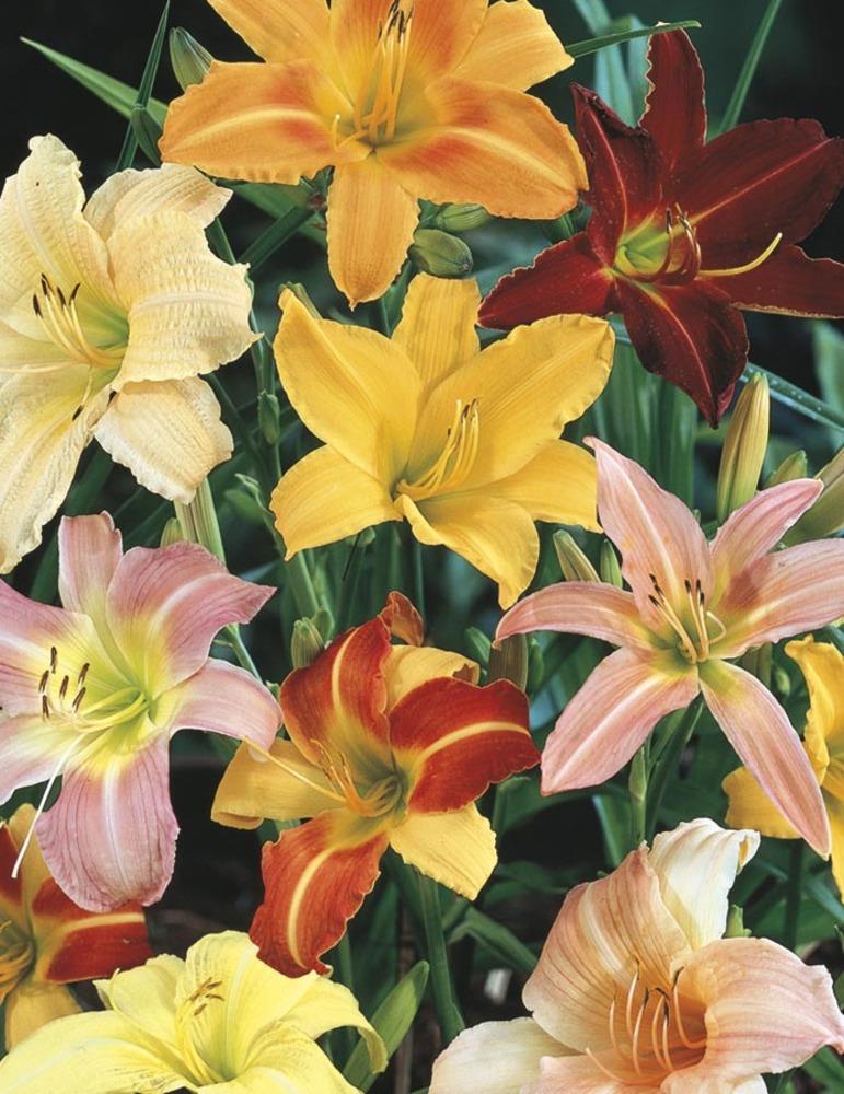 Lowe's NURSERY Multicolor Daylily Plant in -Quart Pot