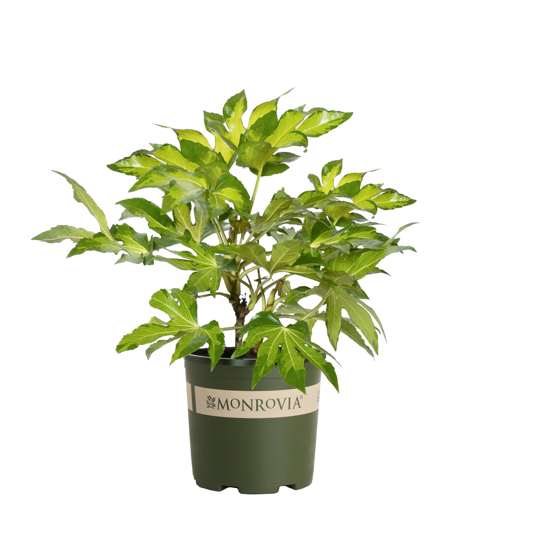 Monrovia KT10703303000200000 Camouflage Variegated Japanese Aralia Feature Shrub in 1.73 -Gallon Pot 1 -Pack