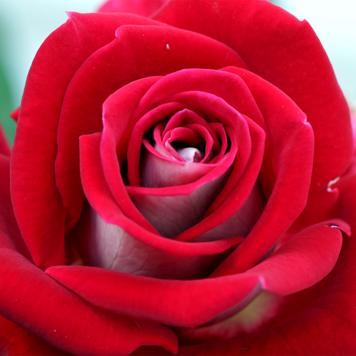 Van Zyverden 83879 roses - View #2