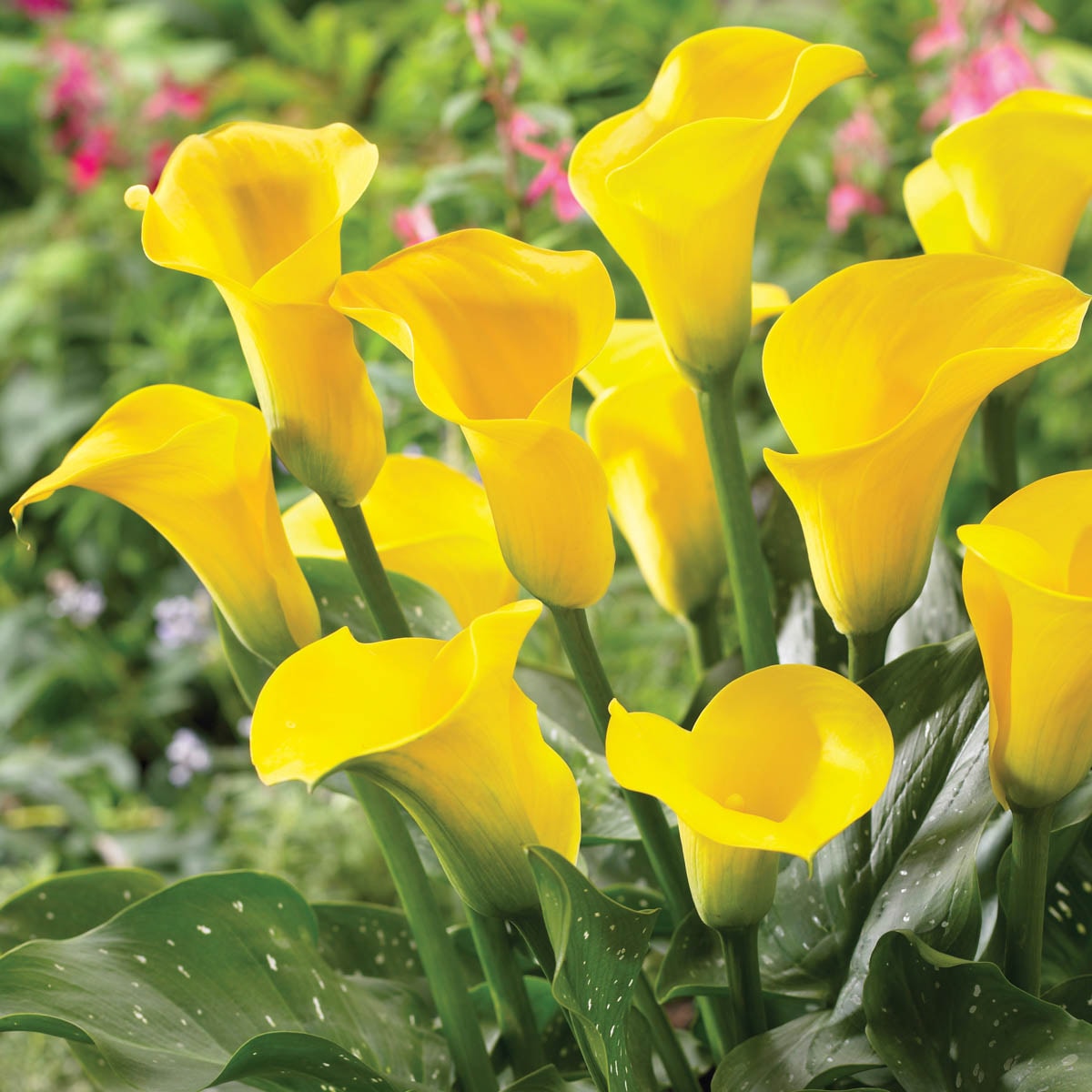 make-calla-lilies-bloom-tips-for-getting-a-calla-lily-to-rebloom