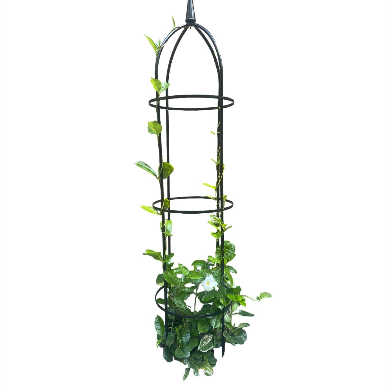 60-0190 15.75-Inches W x 94.5-Inches H Black Steel Traditional Garden Trellis For Climbing Plants For Cucumbers For Roses For Tomatoes