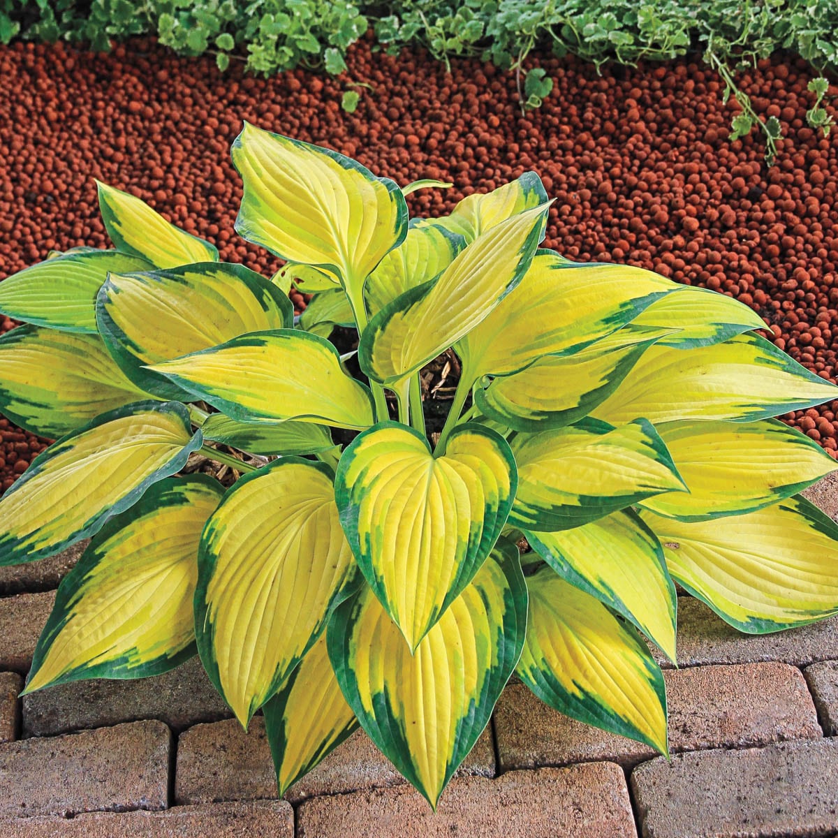 Spring Hill Nurseries 93905 perennials - View #2