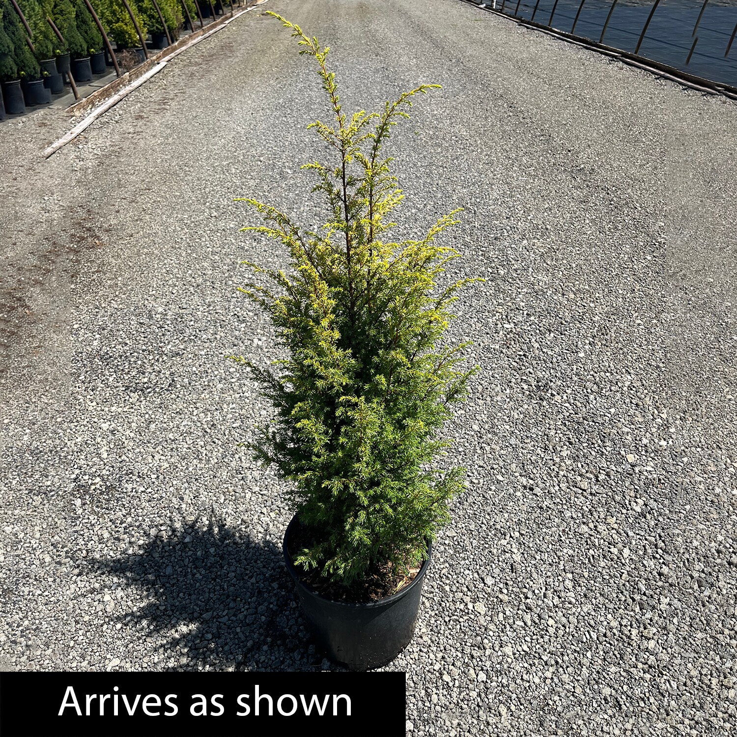 Spring Hill Nurseries 92442 shrubs - View #4