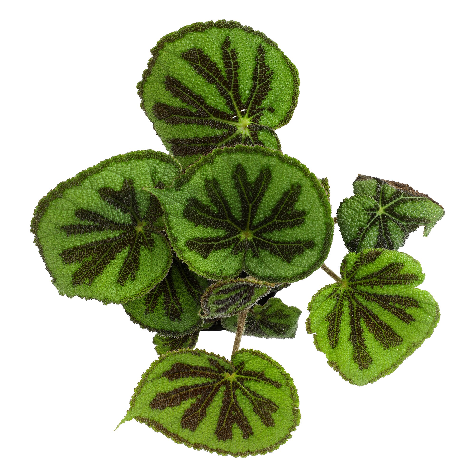 Rock Begonia Iron Cross with Black Plastic Pot