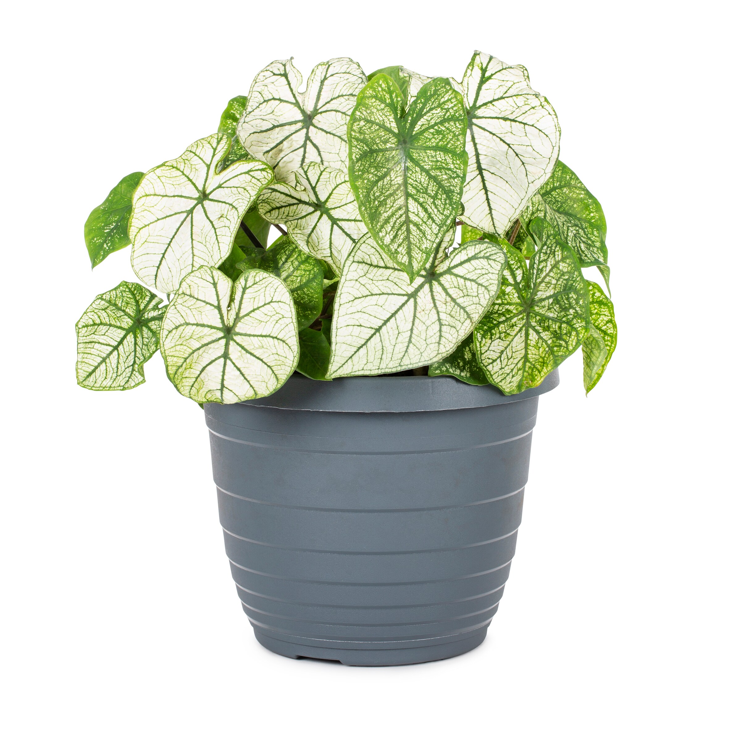 Monrovia NURSERY annuals - View #4