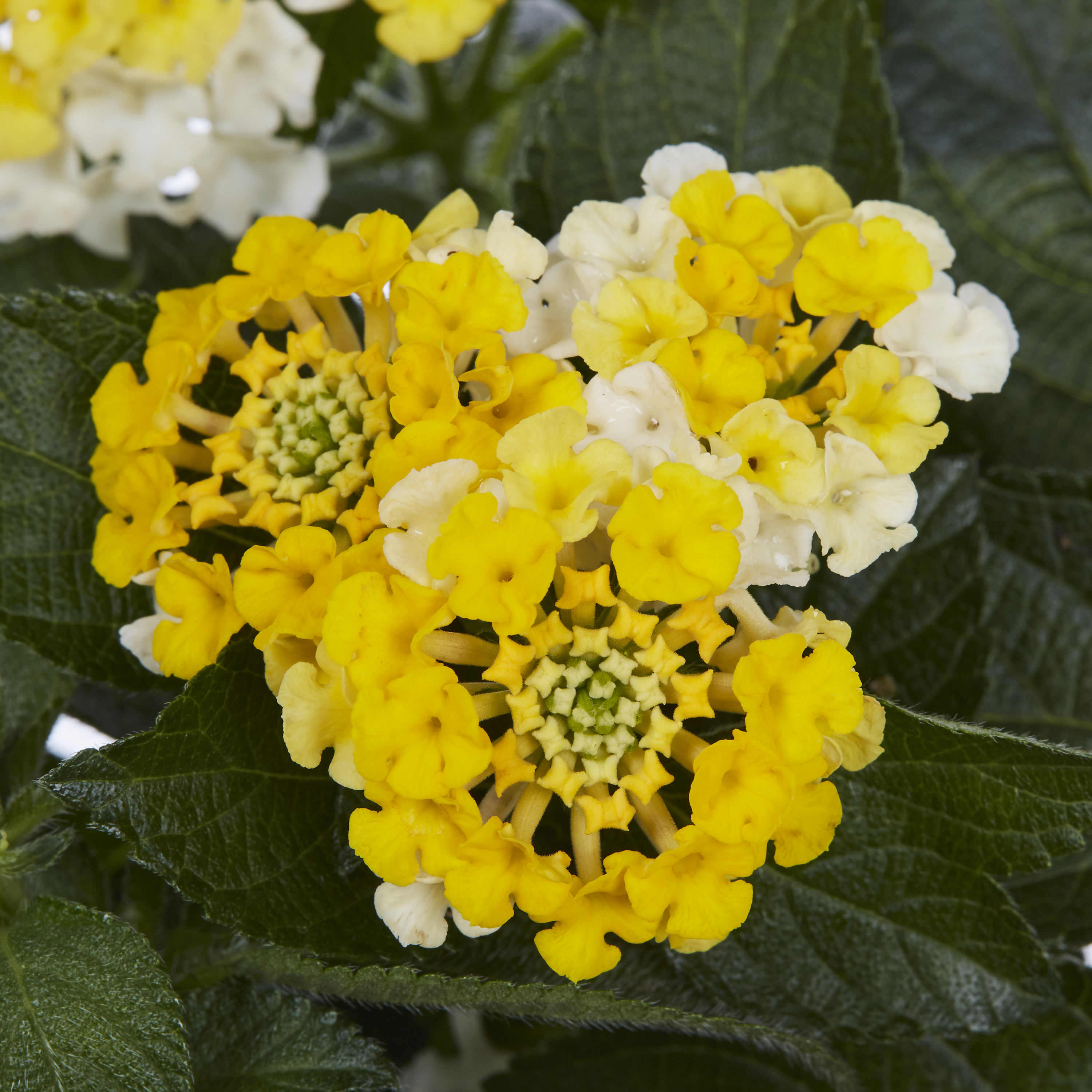 Lowe's NURSERY annuals - View #4