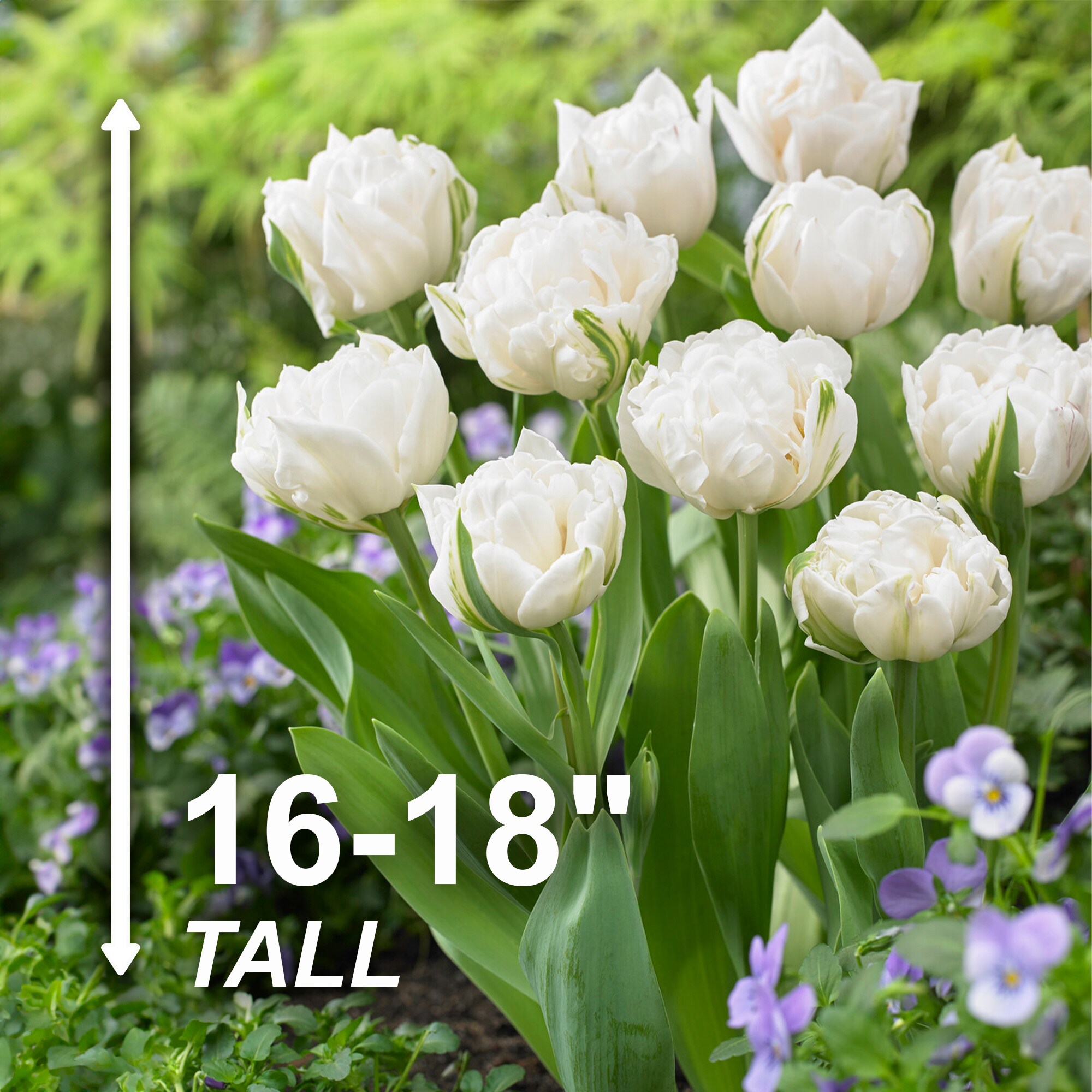 Garden State Bulb ECF-69-25-01 Plant-Bulbs - View #3