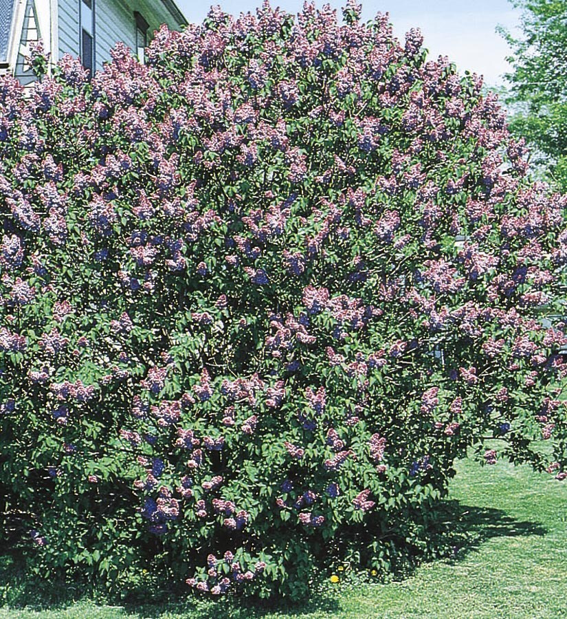 Lowe's NURSERY Purple Old Fashioned Purple Lilac Flowering Shrub In Pot (With Soil)