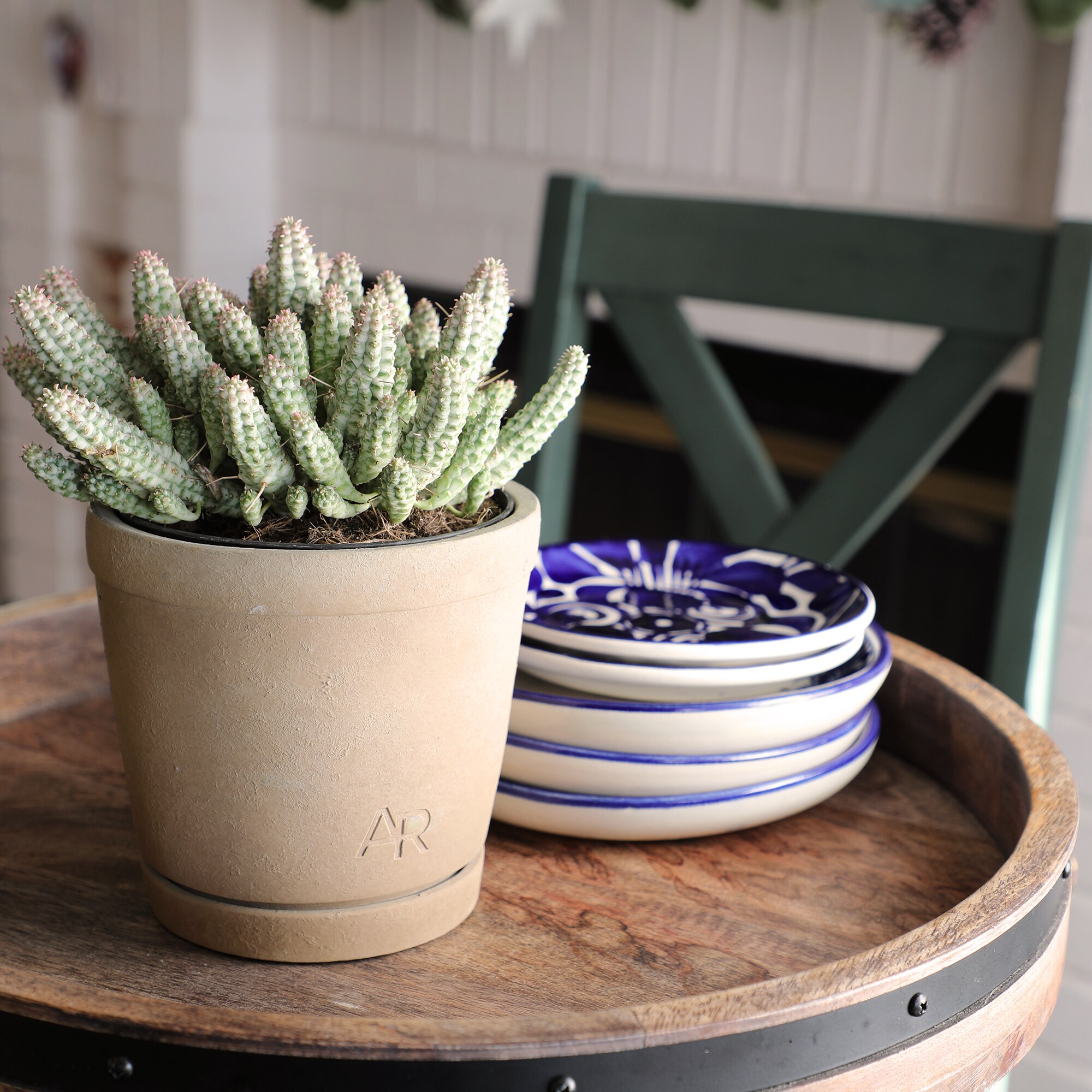 Altman Plants 0873216 Cacti-Succulents - View #4