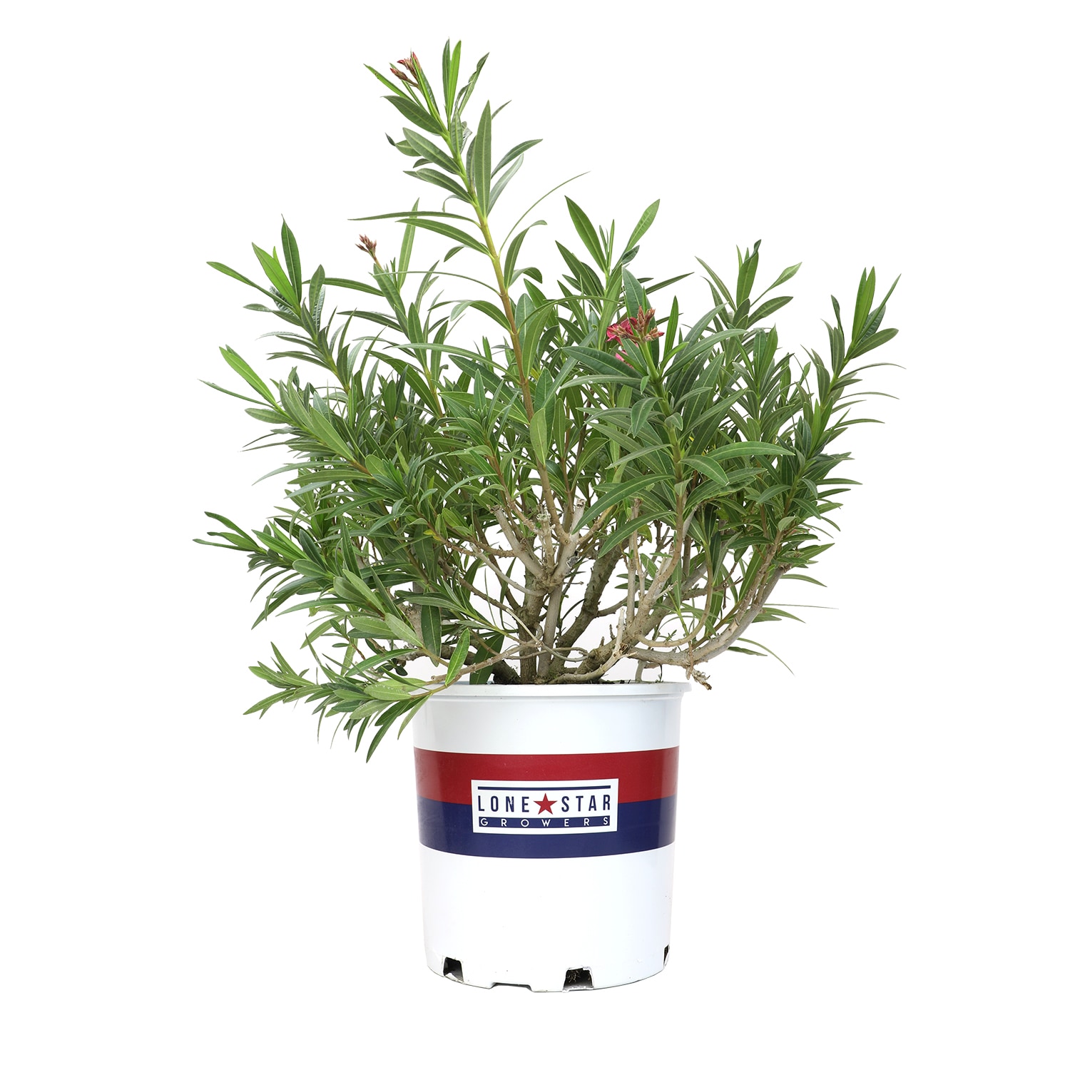 Altman Plants 0872607 Oleander Tuner's Flirt Flowering Shrub in 2.00 -Gallon Pot 1 -Pack with Pink Blooms
