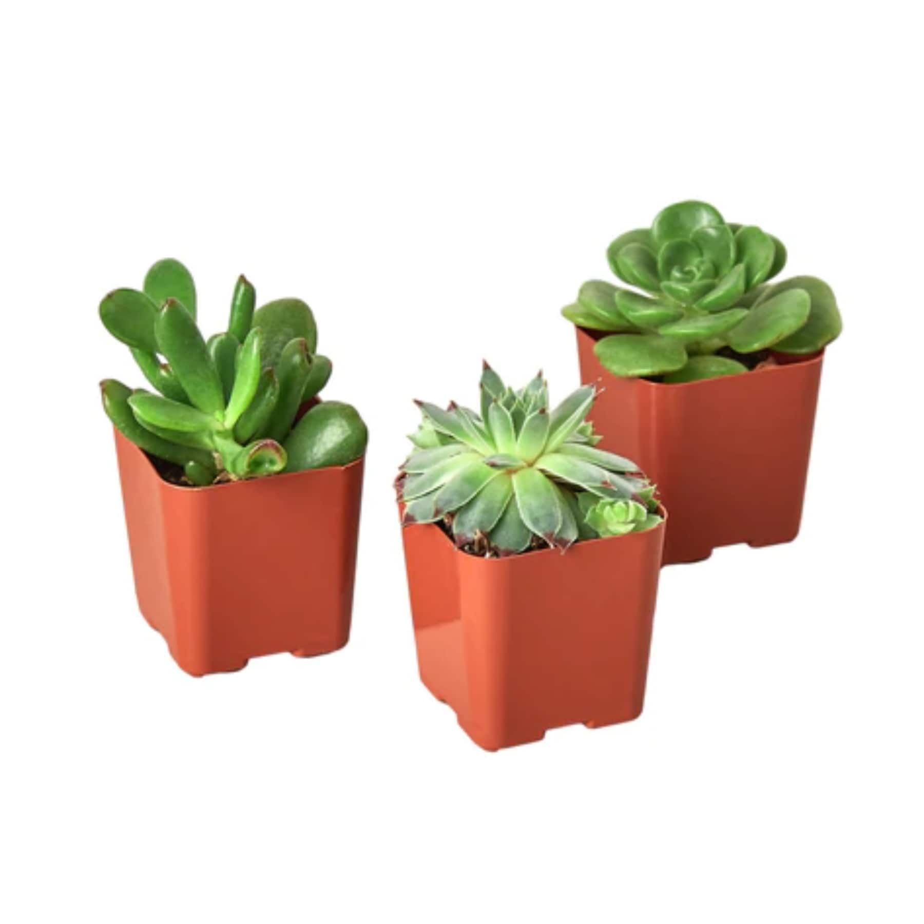 House Plant Shop SUCC VARIETY 3PK Succulent House Plant in 1-Pack Pot