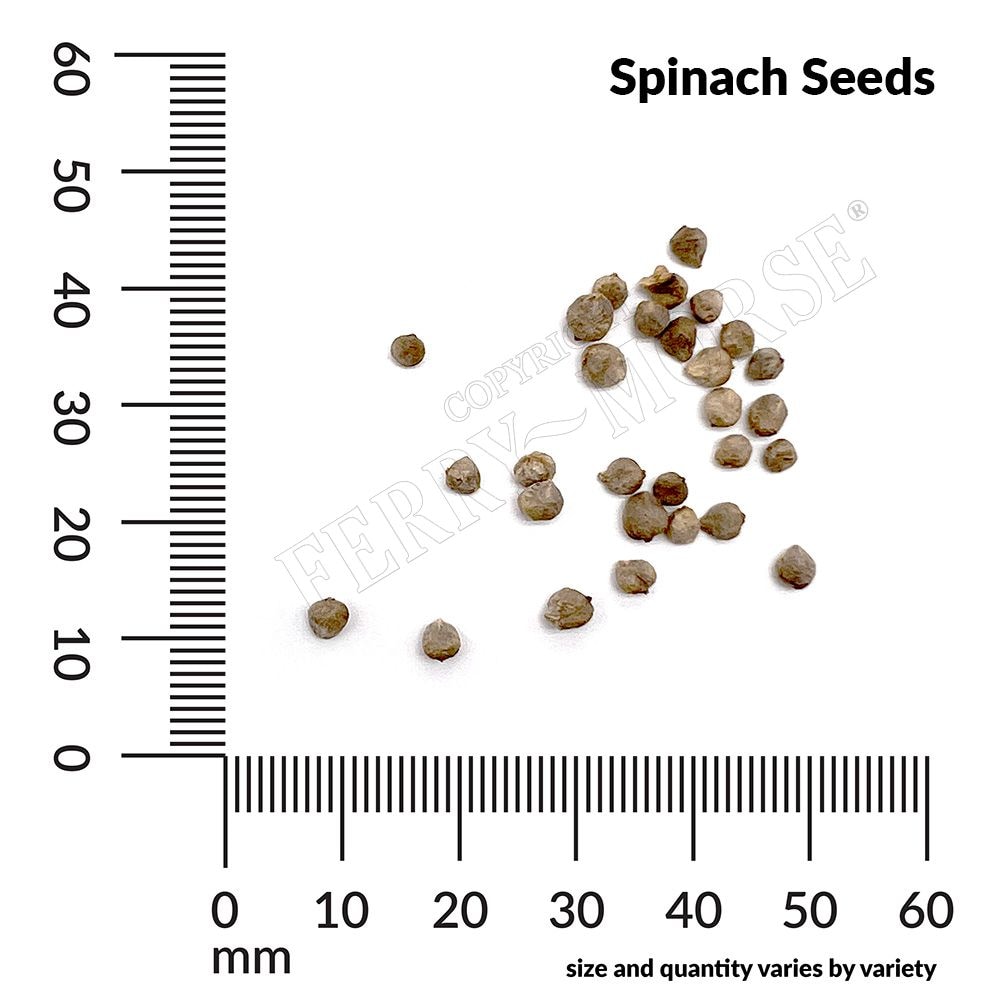 Ferry-Morse LC25.2319 Vegetable-Herb-Seeds - View #4