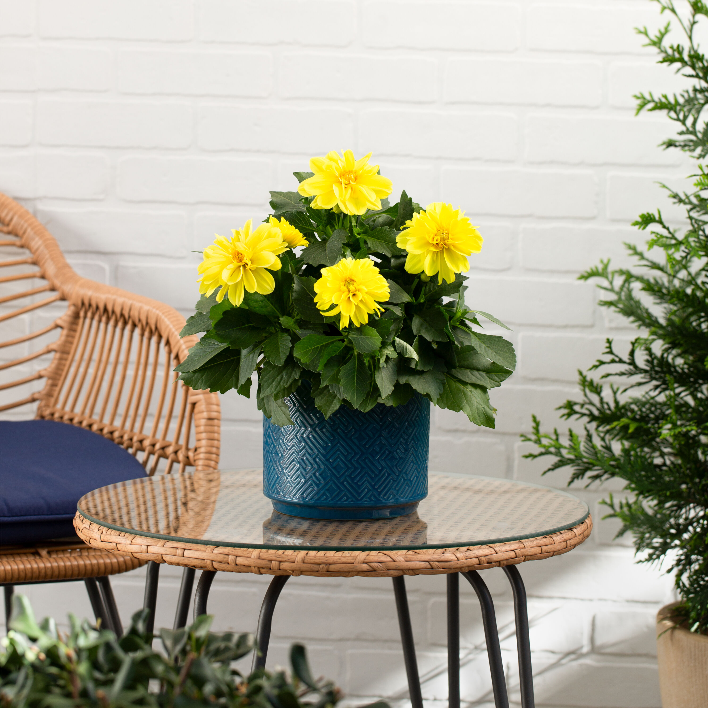 Monrovia 4699 annuals - View #3