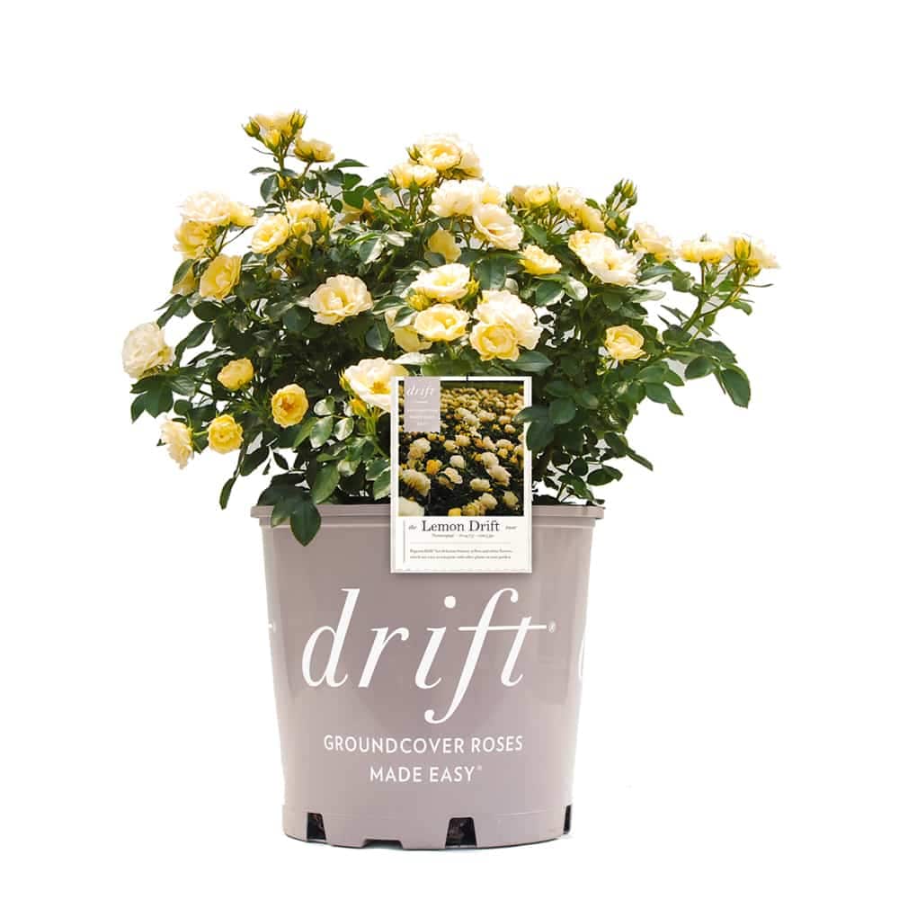 Perfect Plants LOLEMONDRIFTROSE3G Yellow Lemon Drift Rose 3 -Gallon 1 -Pack in Pot