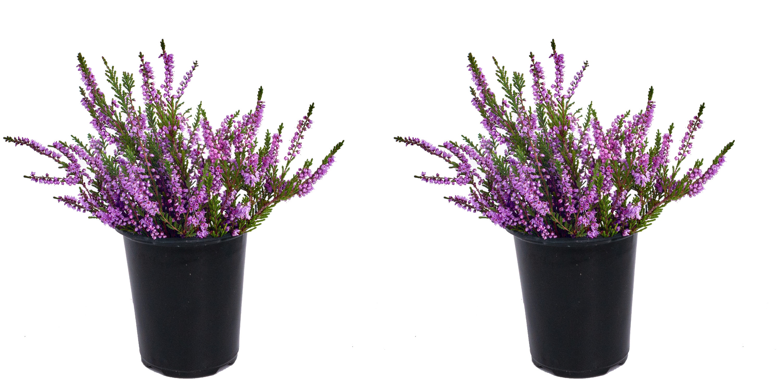  1207 Purple Heather Calluna Flowering Shrub in 2-Quart Pot 2-Pack