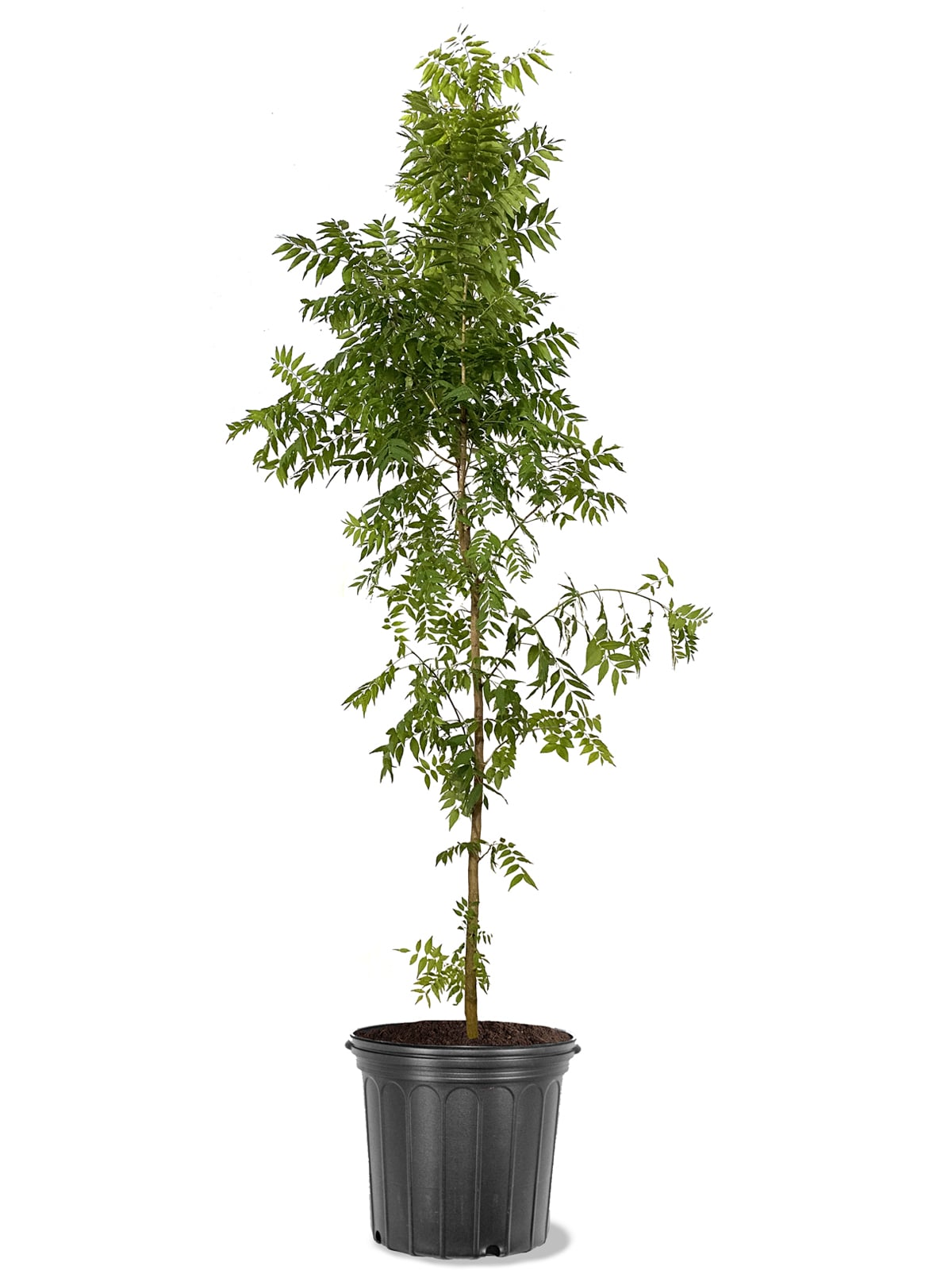 Southern Planters PISCHI05G 5 -Gallon Shade Chinese Pistache In pot (with soil)