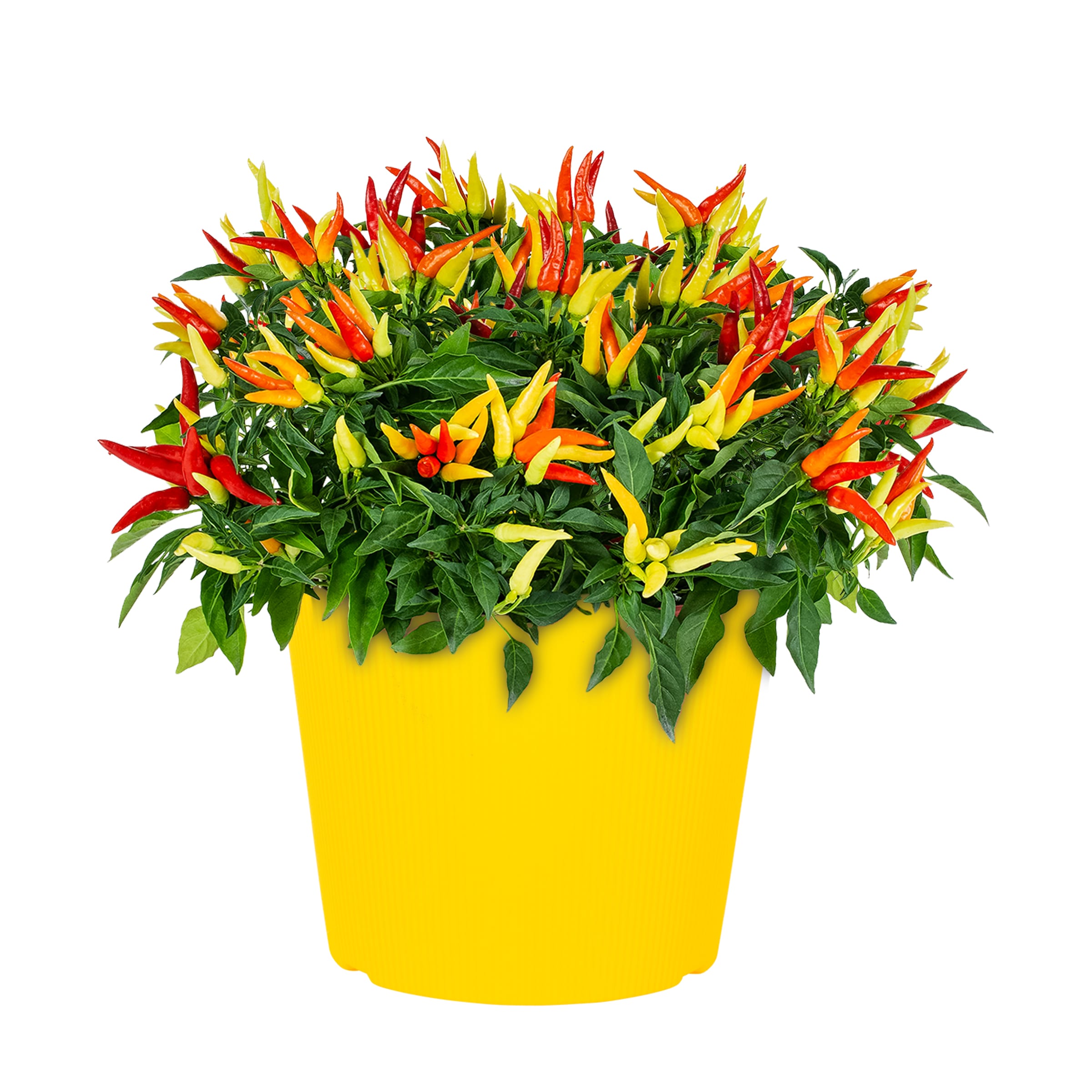 Lowe's NURSERY annuals - View #6