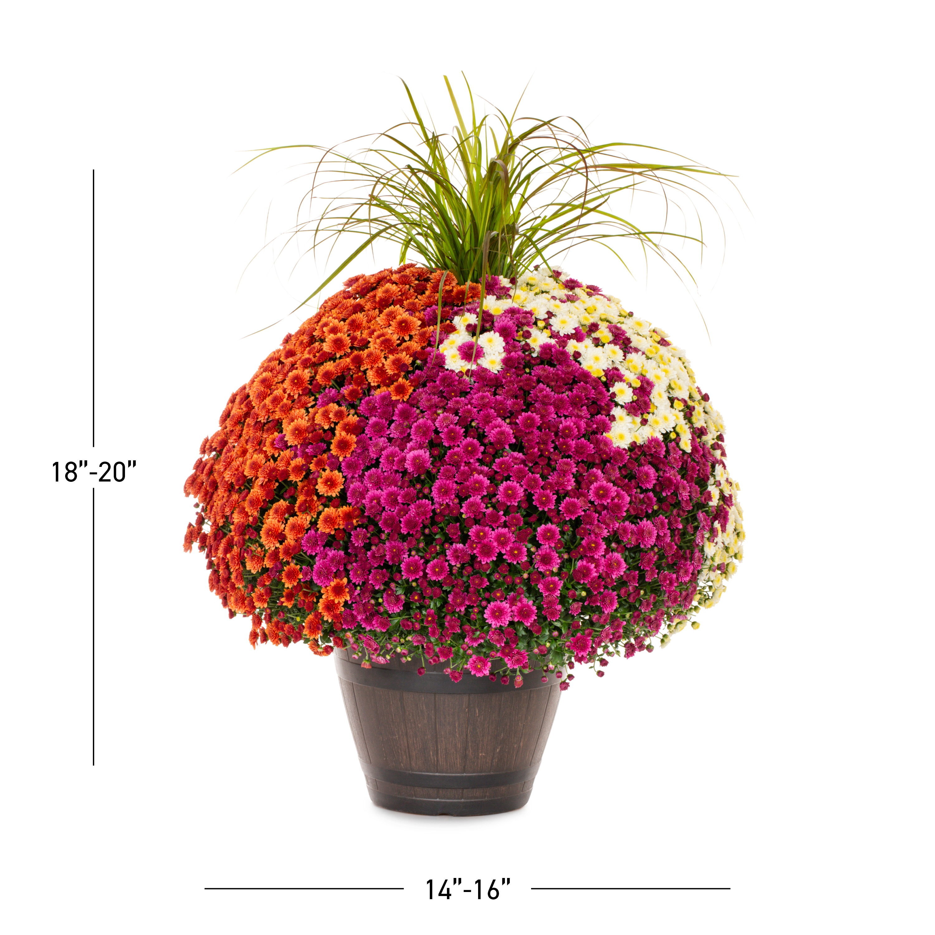 Lowe's 5075121 annuals - View #3