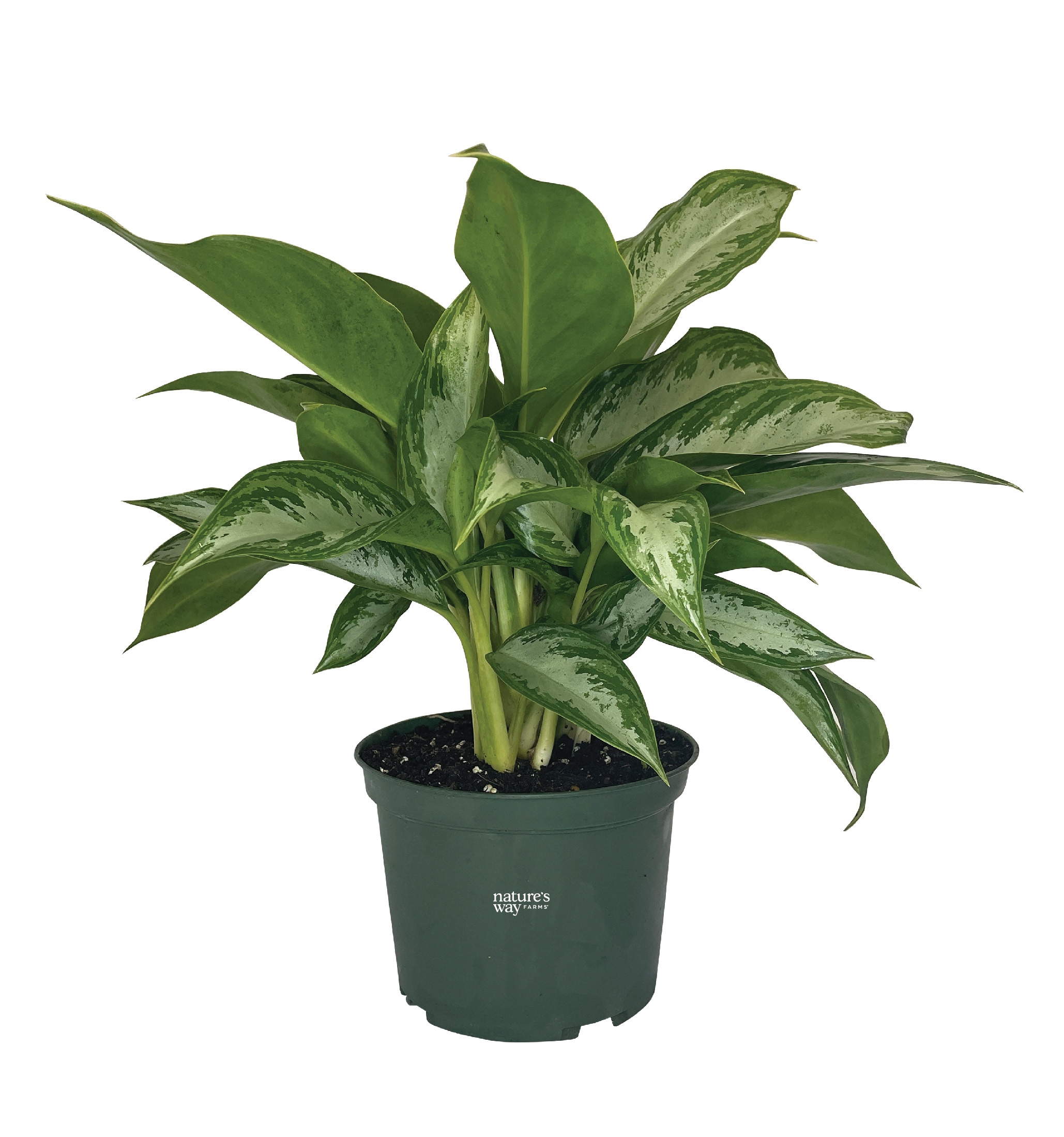  9821 White Crystal Bay Aglaonema House plant in 6 Inch(es) Pot 1 -Pack