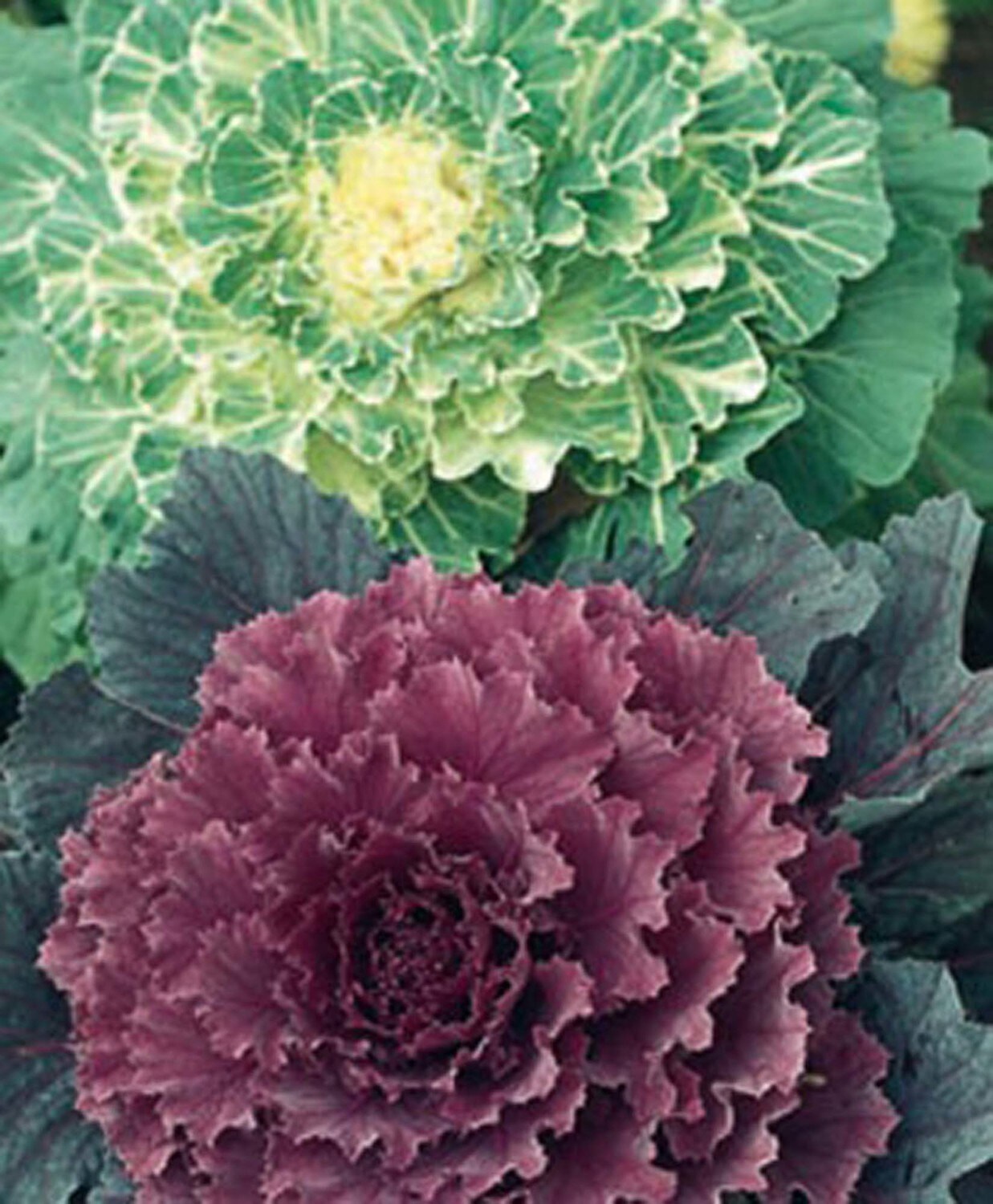 cabbage plant flower