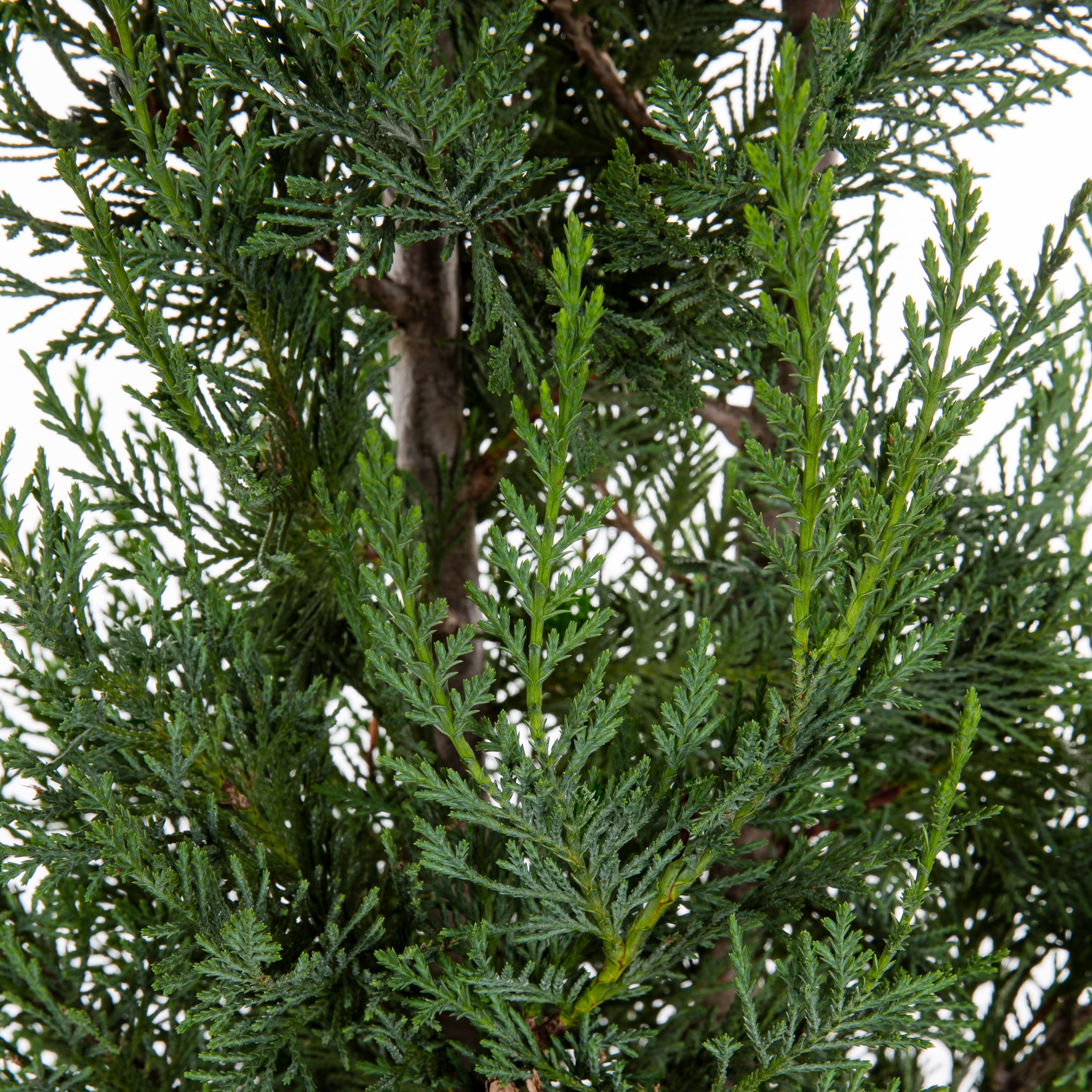  309870 shrubs - View #2