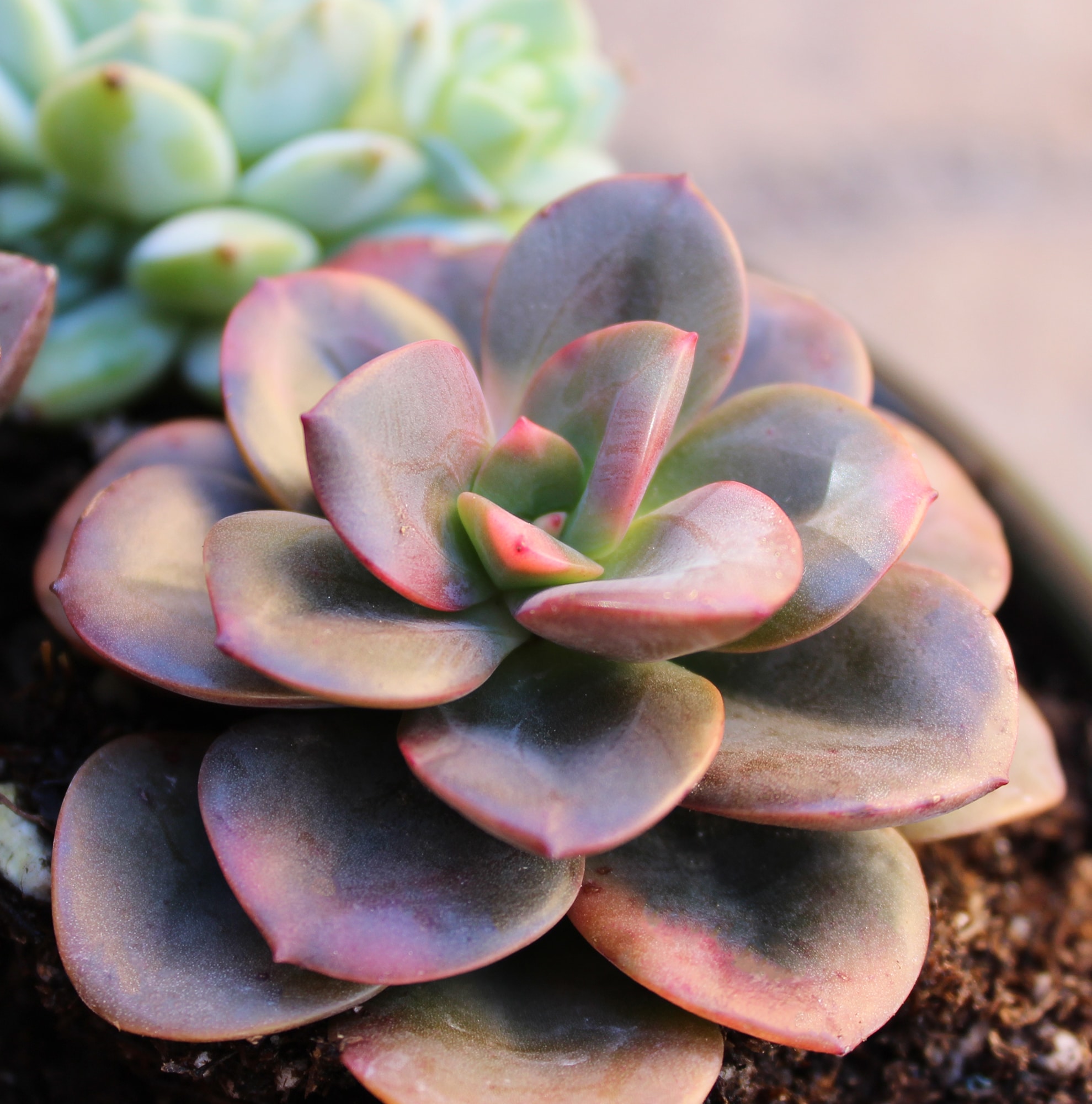 Assorted 2.5 Inch Multicolor Succulent Collection in Black Pots