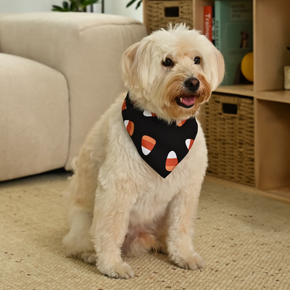 Haunted Living YL1223 Dog-Clothing-Acc - View #5