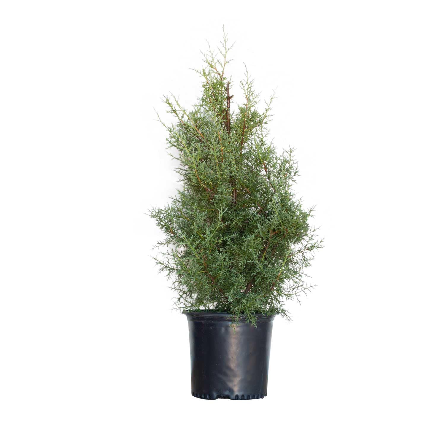 Flowerwood 12223FL-1 2.5 -Gallon Screening Carolina Sapphire Arizona Cypress In pot (with soil)