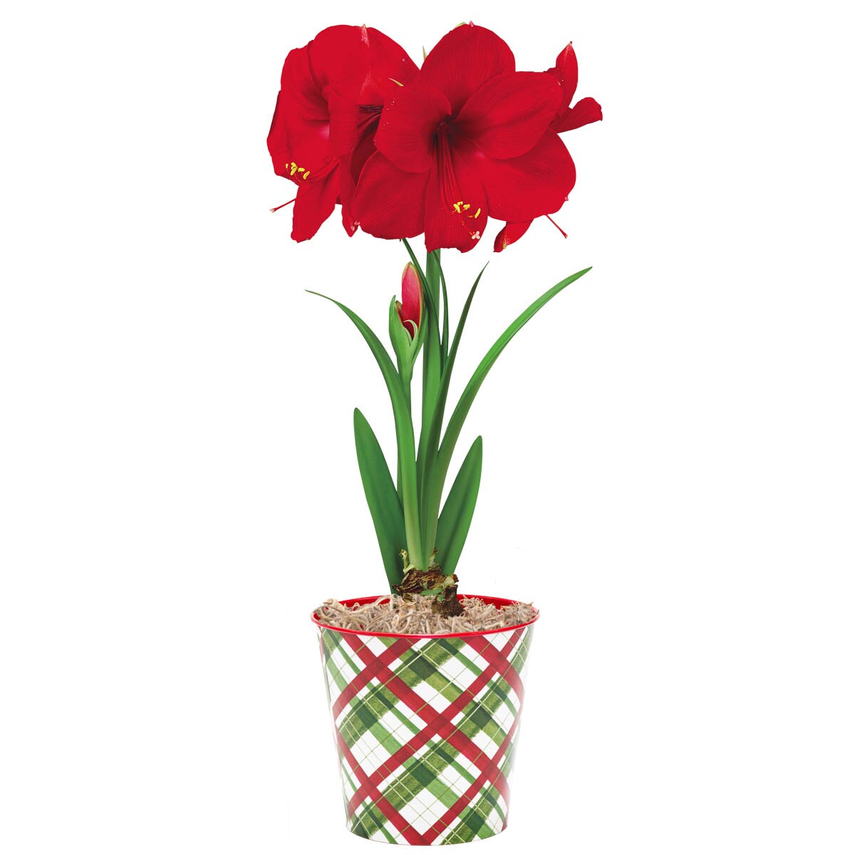 Gardens Alive! 81800 Red Miracle Red Flowering Amaryllis Bulb Gift Kit Bulbs 1-Pack
