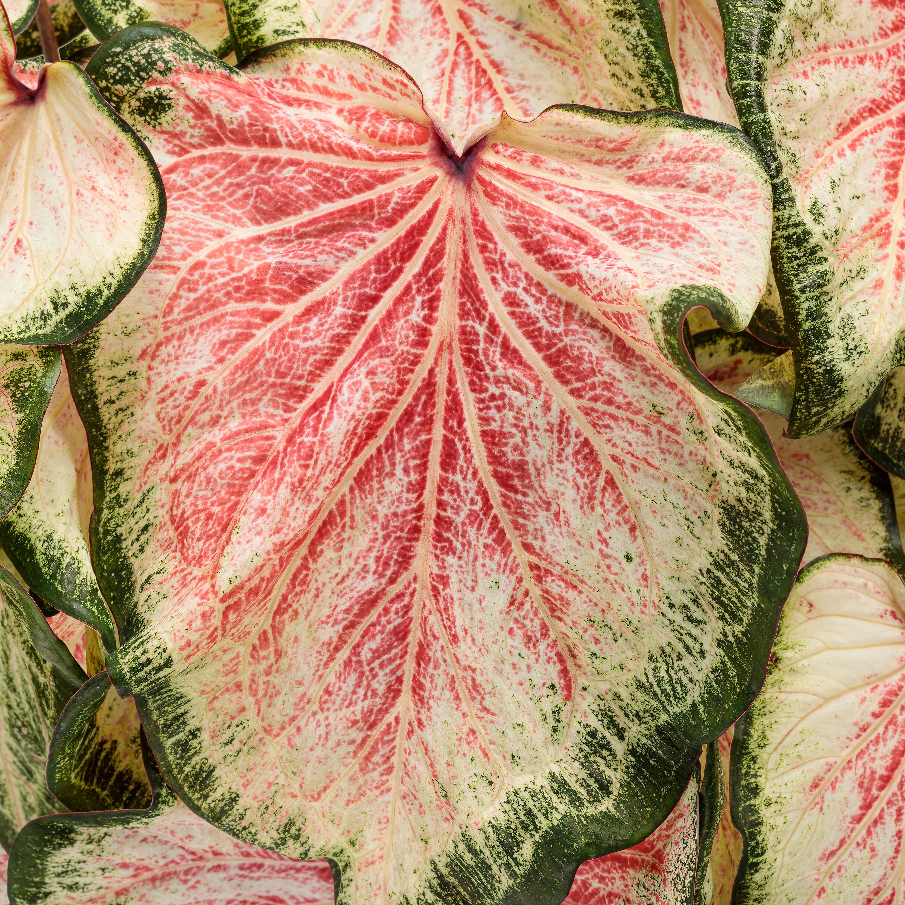 Proven Winners CLDPRW1427800 Caladium in 4.5-in Pot