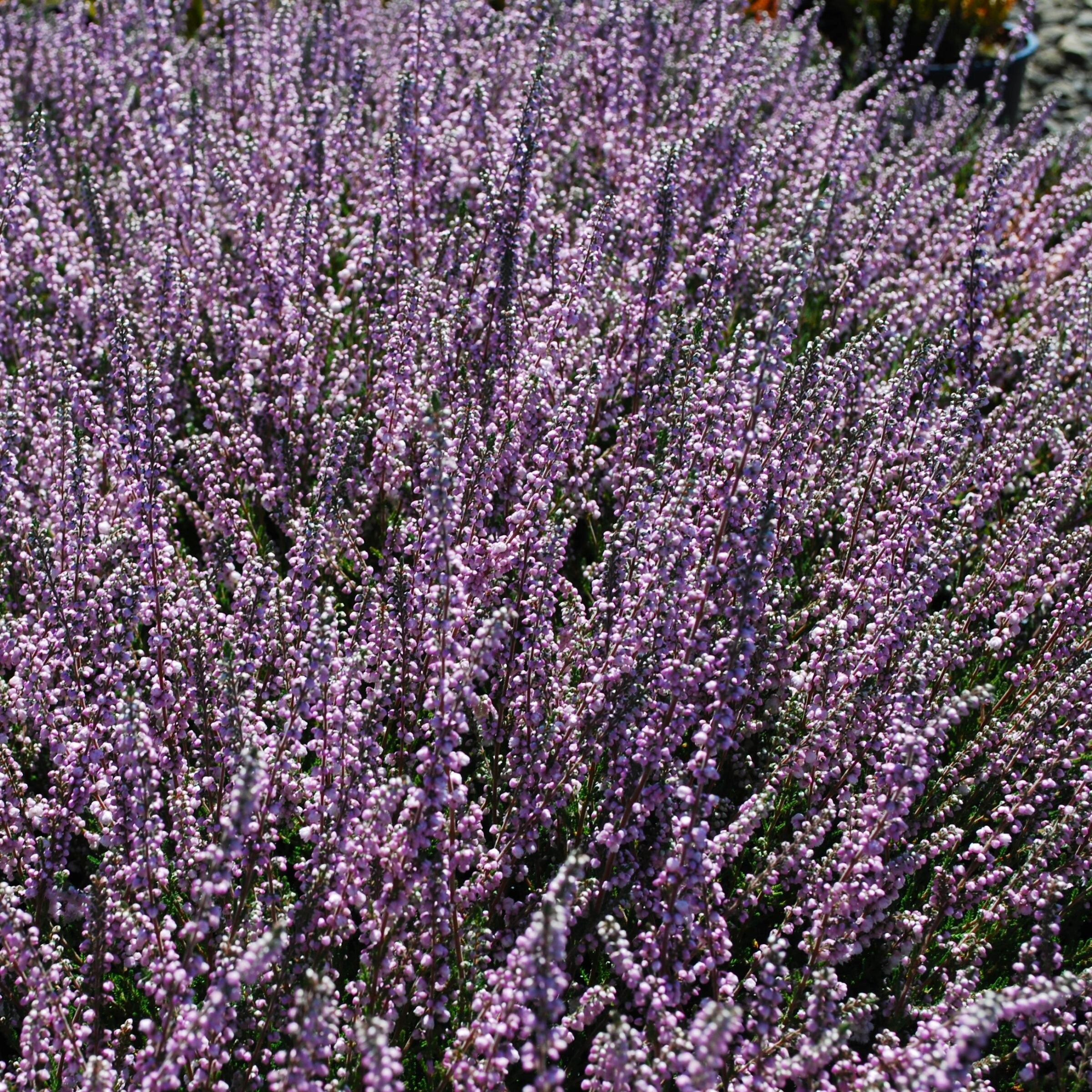 National Plant Network LW1871 perennials - View #2