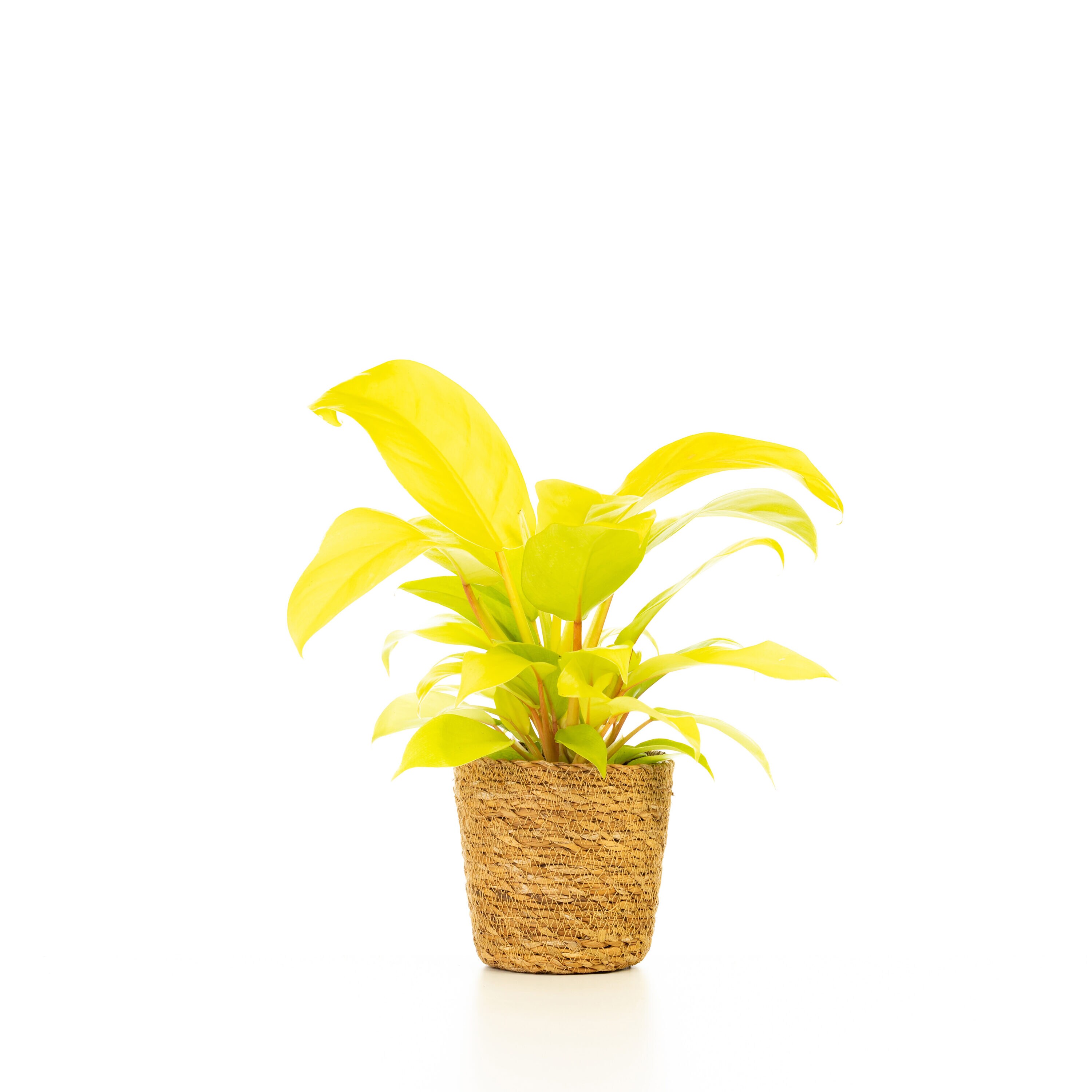 Proven Winners PHDPRL0075105 Prismacolor Lemon Lime Philodendron House plant in 5 Inch(es) Pot