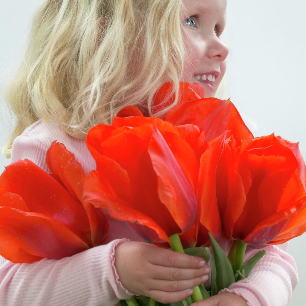 Van Zyverden 21575 Red Tulips Casa Grande Bulbs 12.0 Count