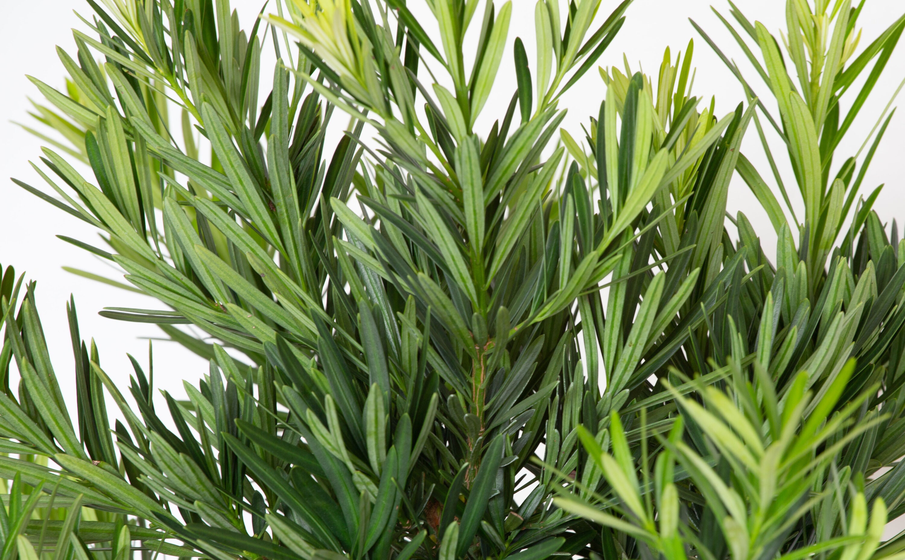 Flowerwood 48493FL-1 shrubs - View #3