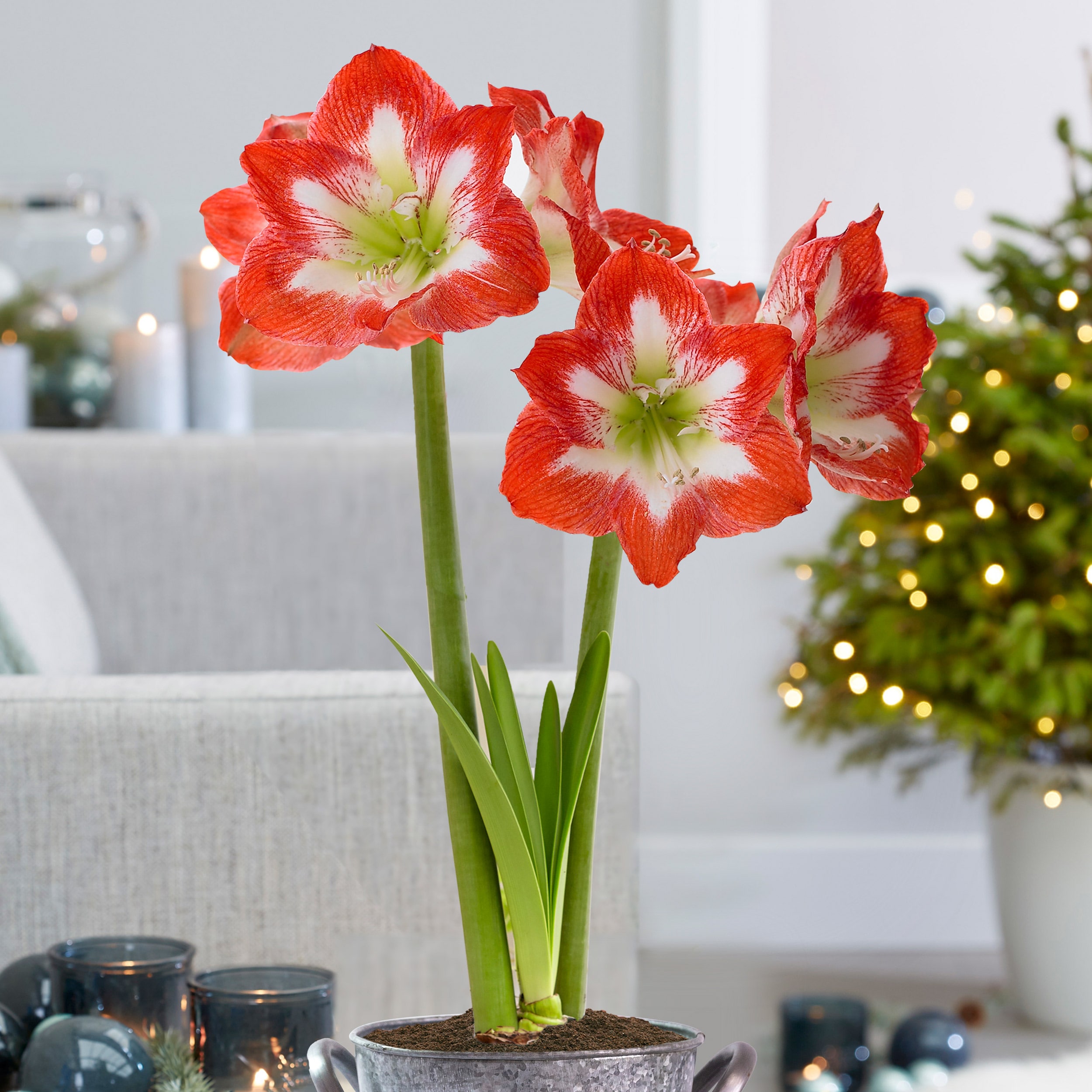 Garden State Bulb ECH-04-06-02 Plant-Bulbs - View #6