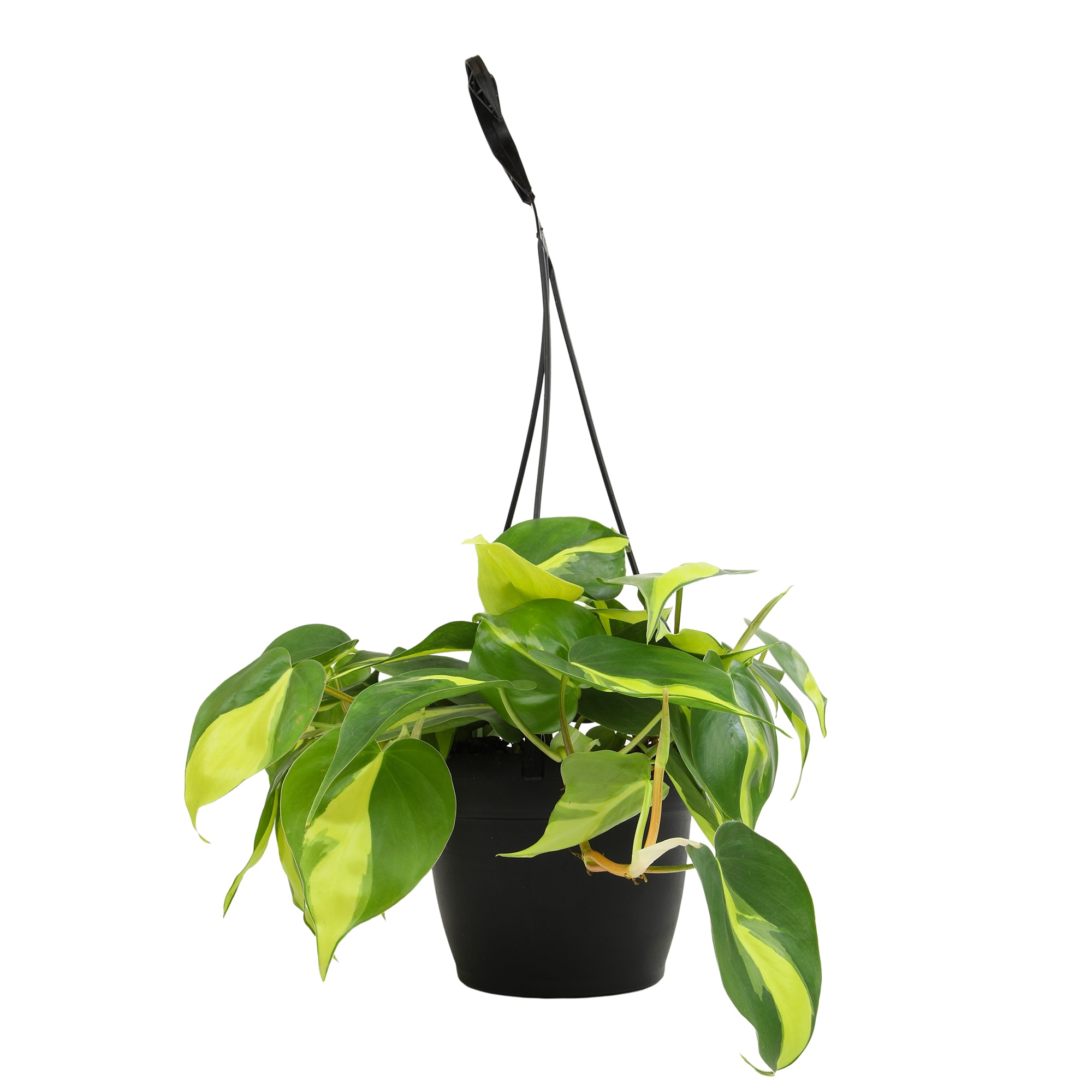 Altman Plants 0881595 hseplants - View #7