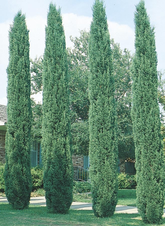 Lowe's CUPSES0005 -Gallon Yellow Feature Italian Cypress In pot (with soil)