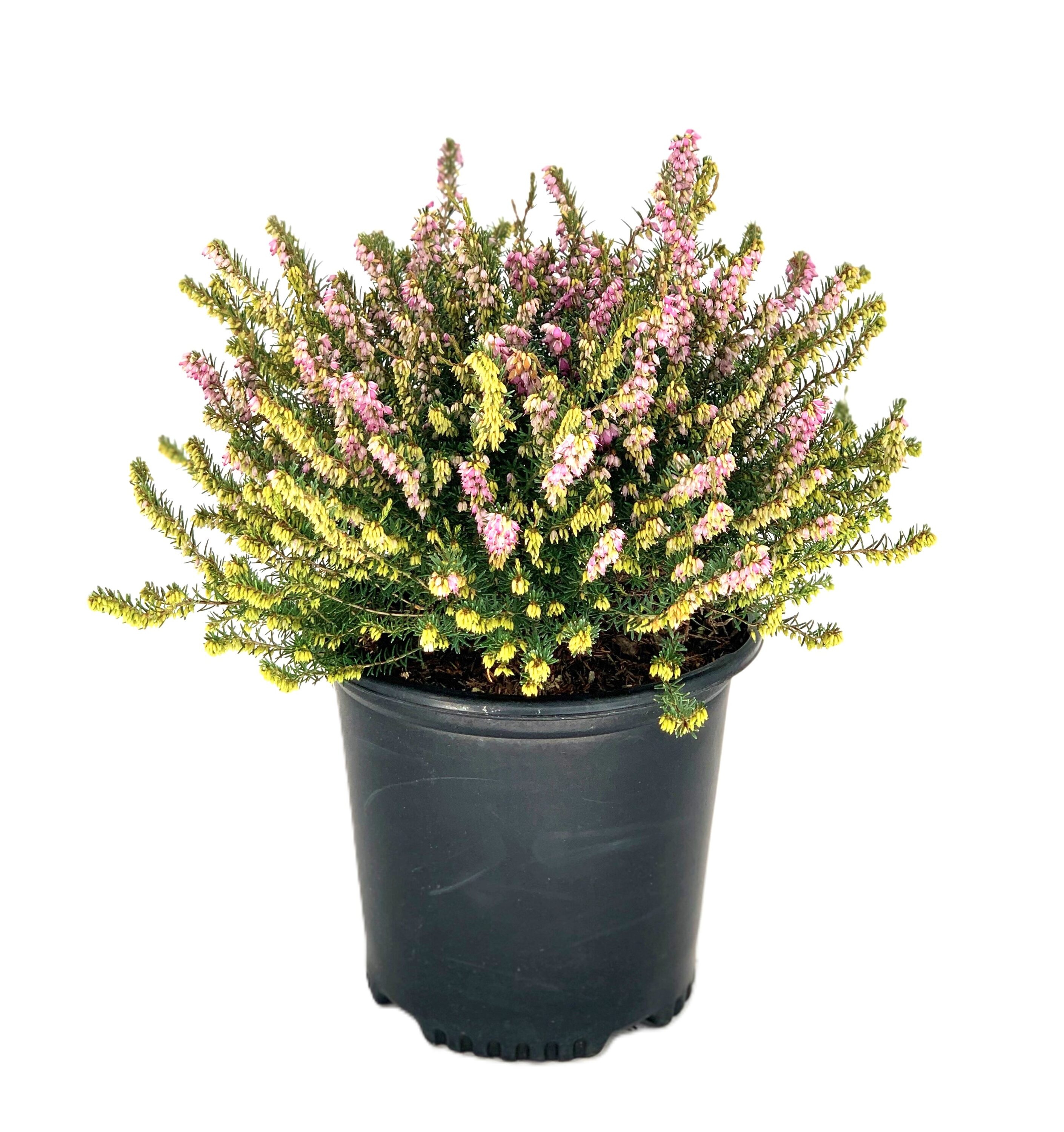  O226002 Pink Winter Heather Flowering Shrub in 1.5 -Gallon Pot 1 -Pack with Pink Blooms
