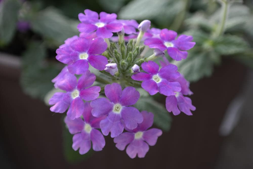 Lowe's NURSERY Multicolor Verbena in 2.5 Quart(s) Pot 1 -Pack
