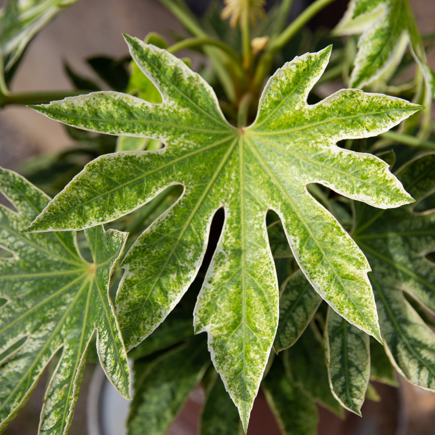 Southern Living Plant Collection 0209Q-1 shrubs - View #4