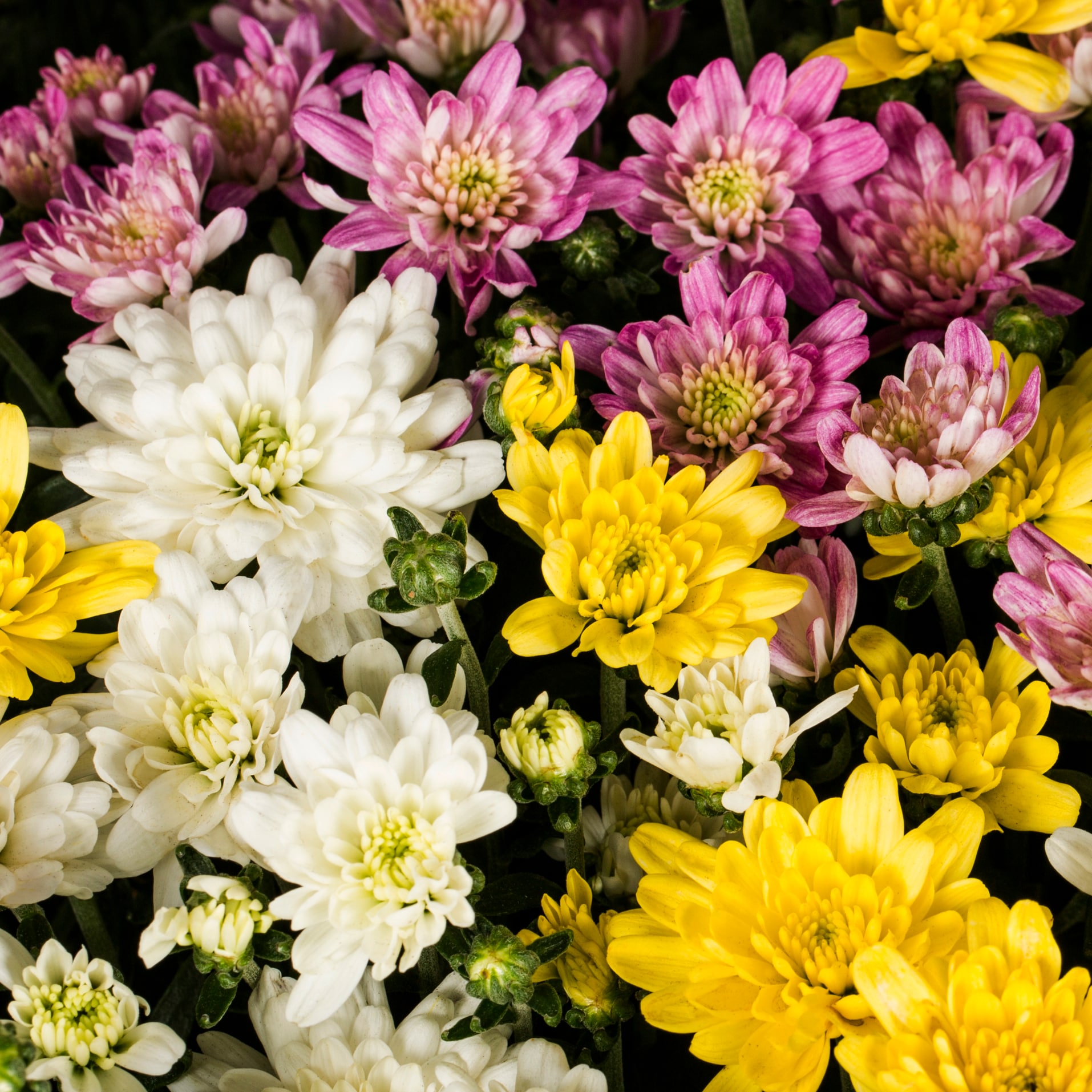  782309 annuals - View #2
